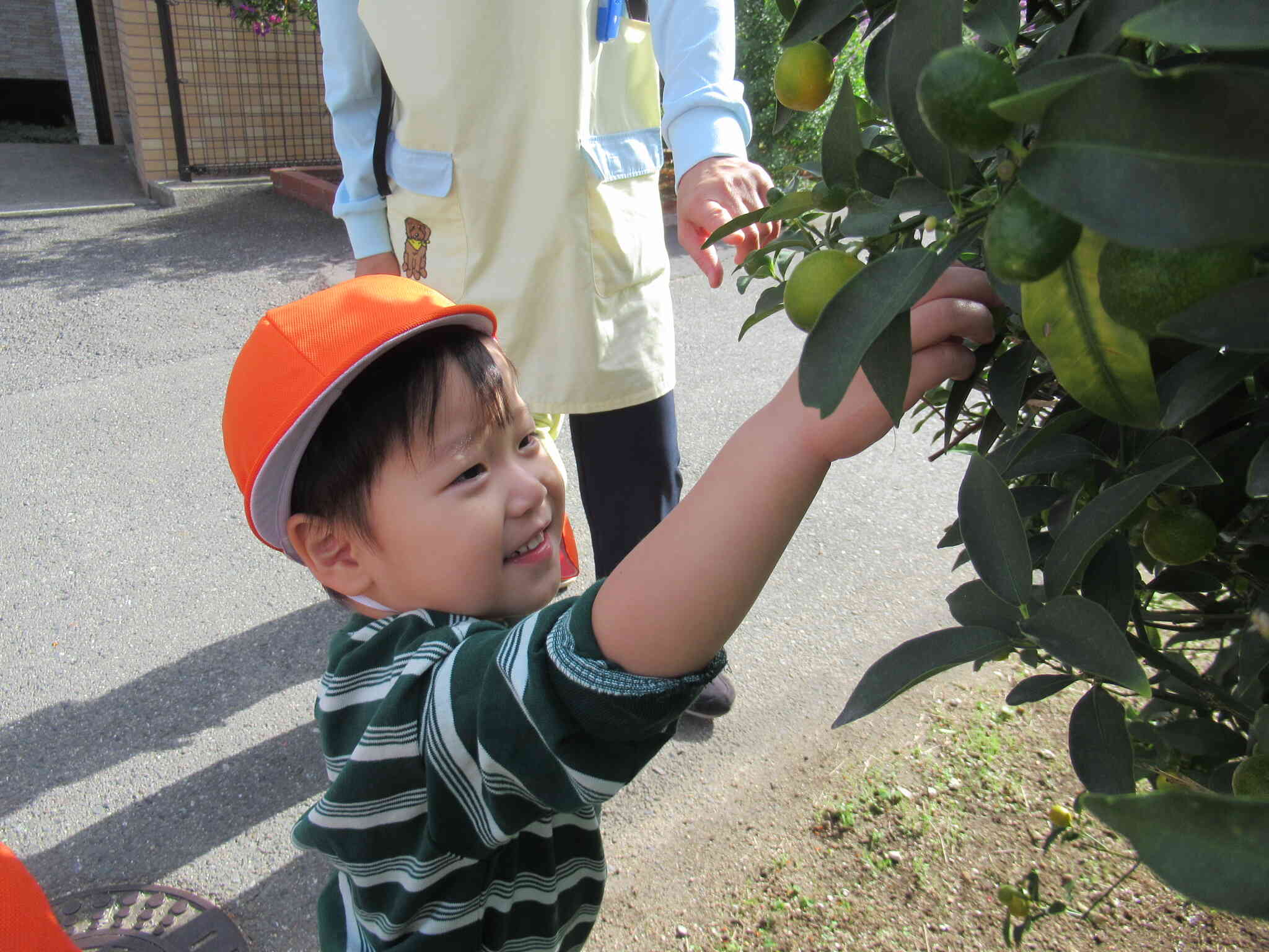 キンカンの実も見つけたよ！