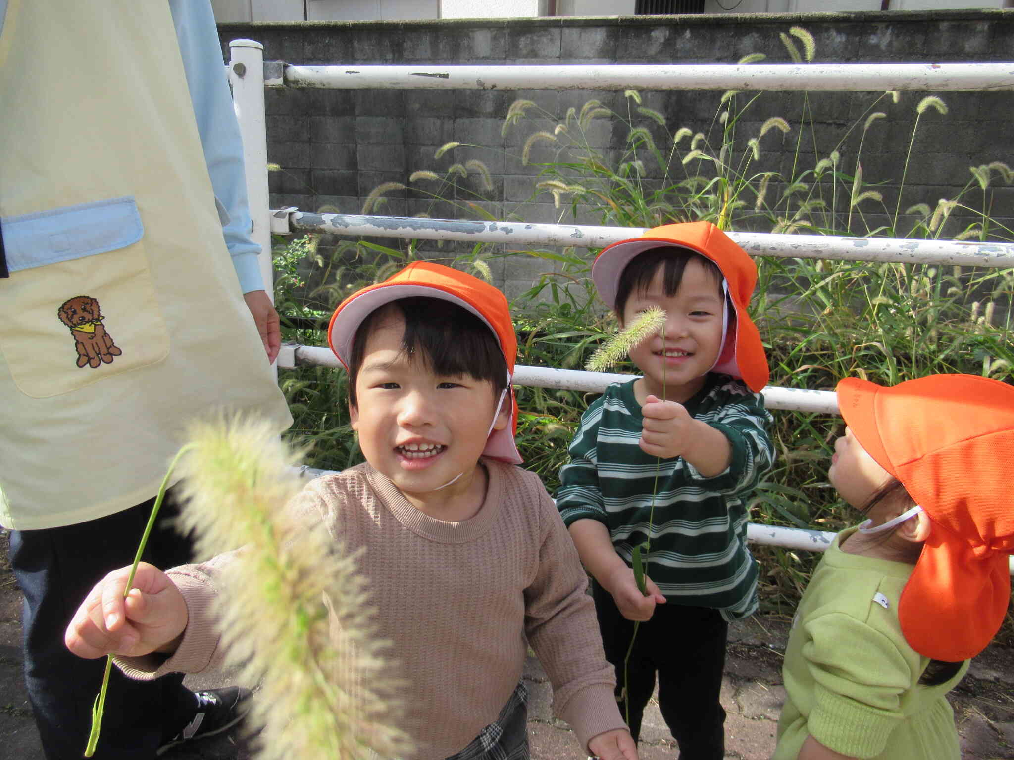猫じゃらしコチョコチョ～