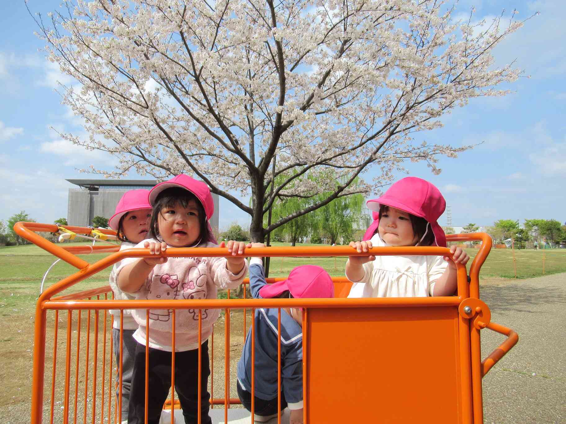 桜満開！