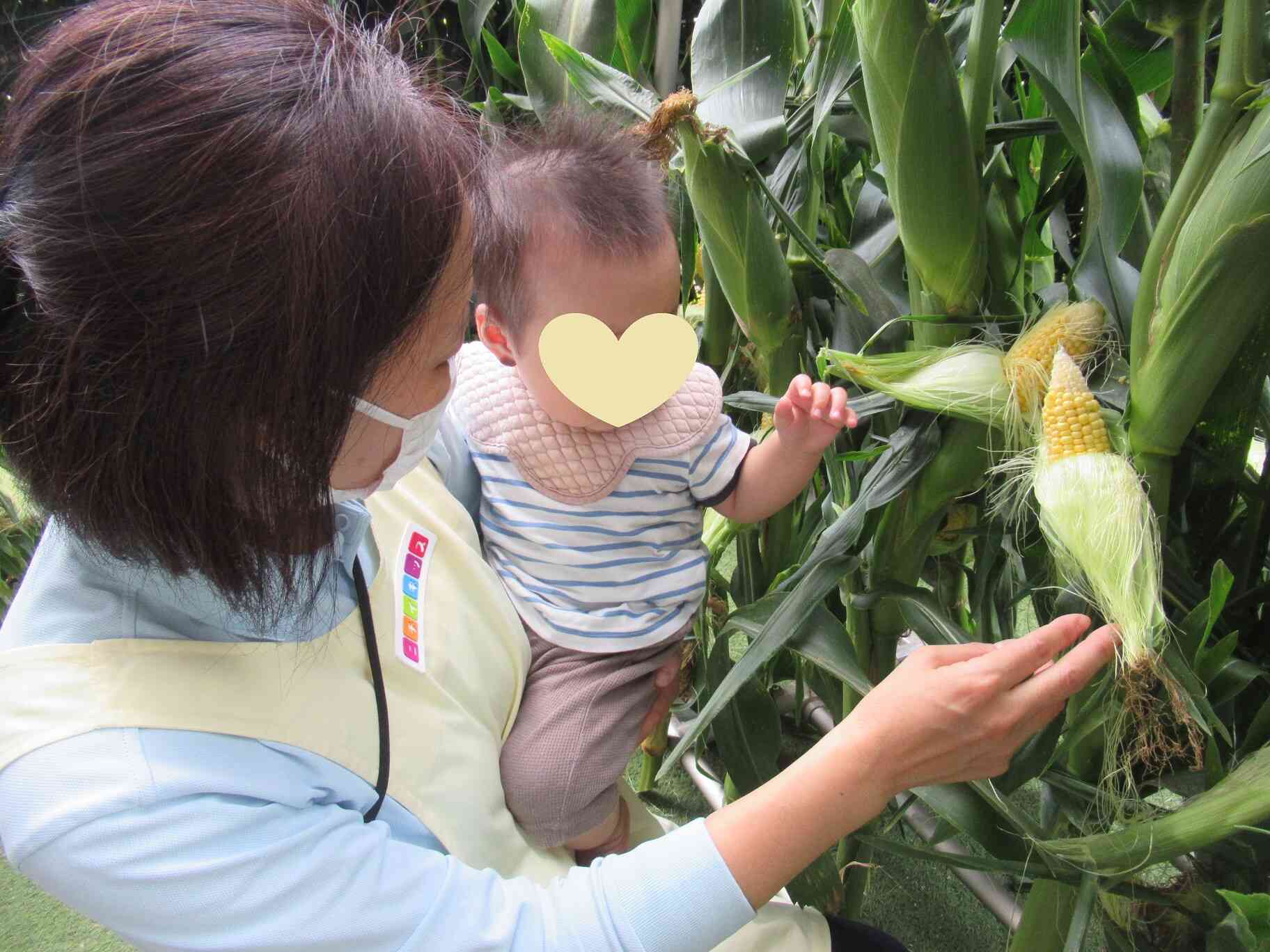 0歳児ひよこ組のお友だちも先生と一緒にとうもろこし畑を見学しました