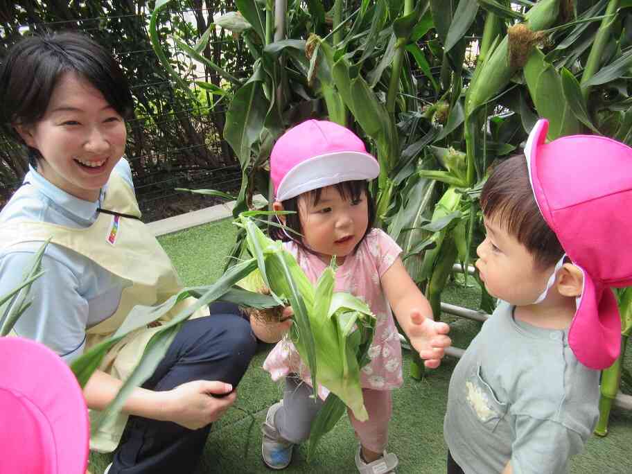 園庭に「とうもろこし」が出現！！