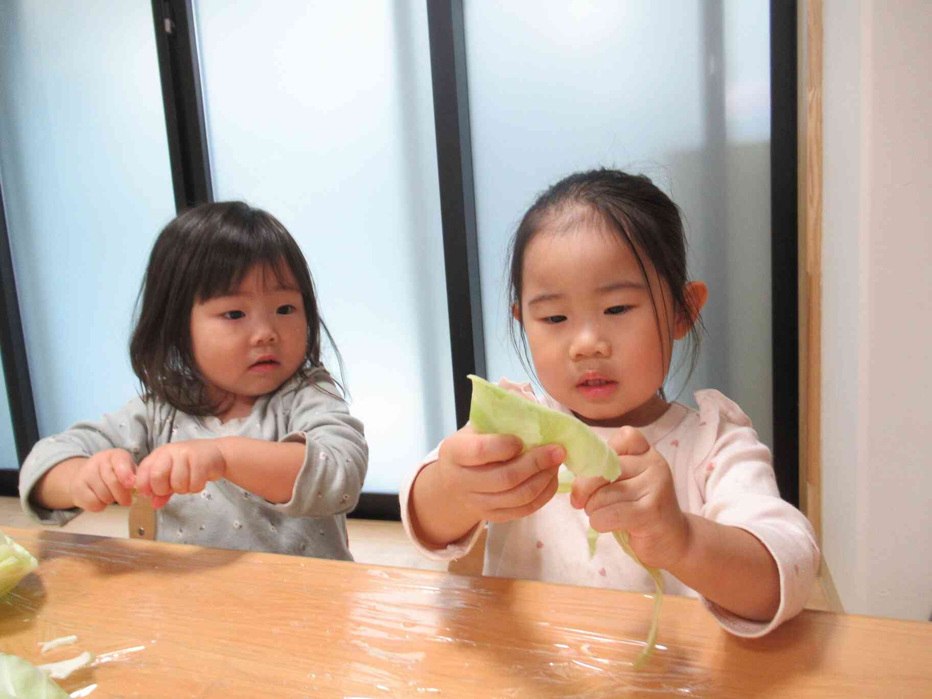 食育「キャベツちぎり」（うさぎ組（2歳児））