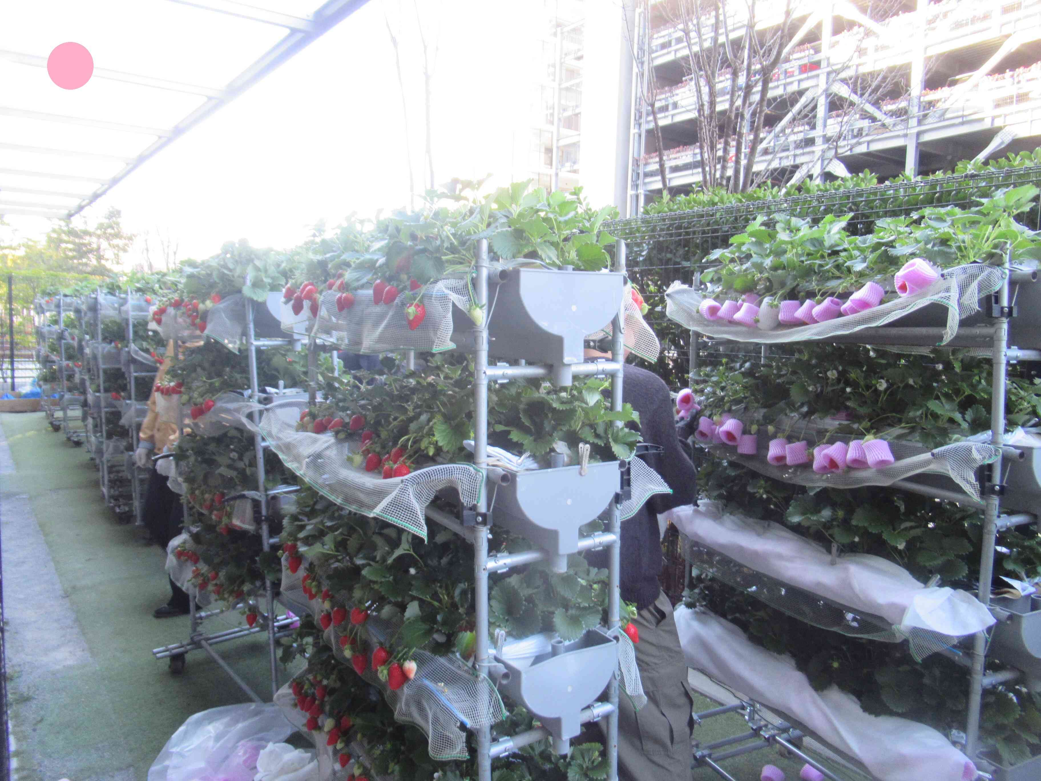 園庭がいちご畑になりました！