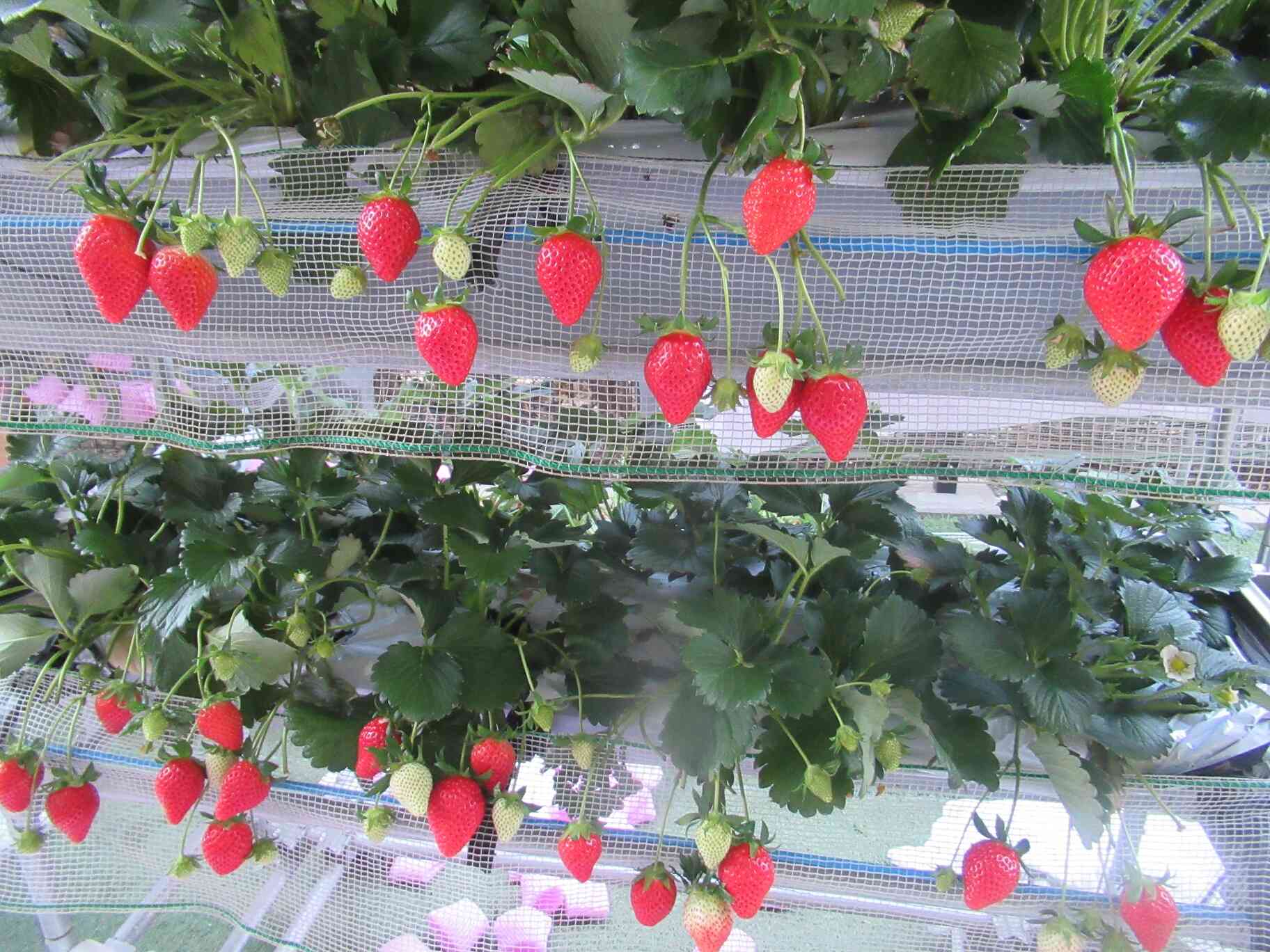 真っ赤な苺がたくさん実ってます。いい香り♡