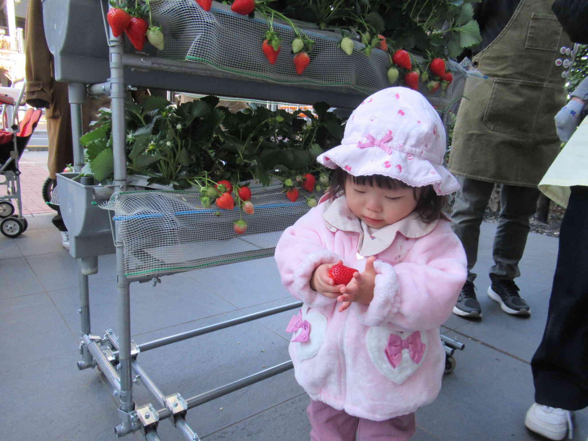 ひよこ組の友だちは苺に興味津々（0歳児クラス）