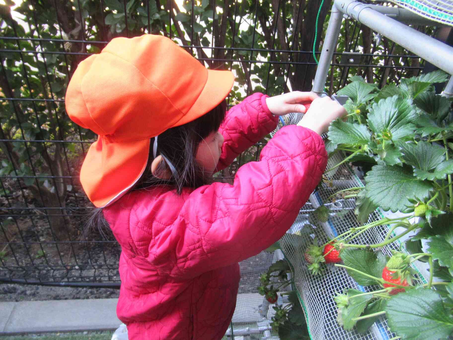 保育園でいちご狩り♪（全クラス）