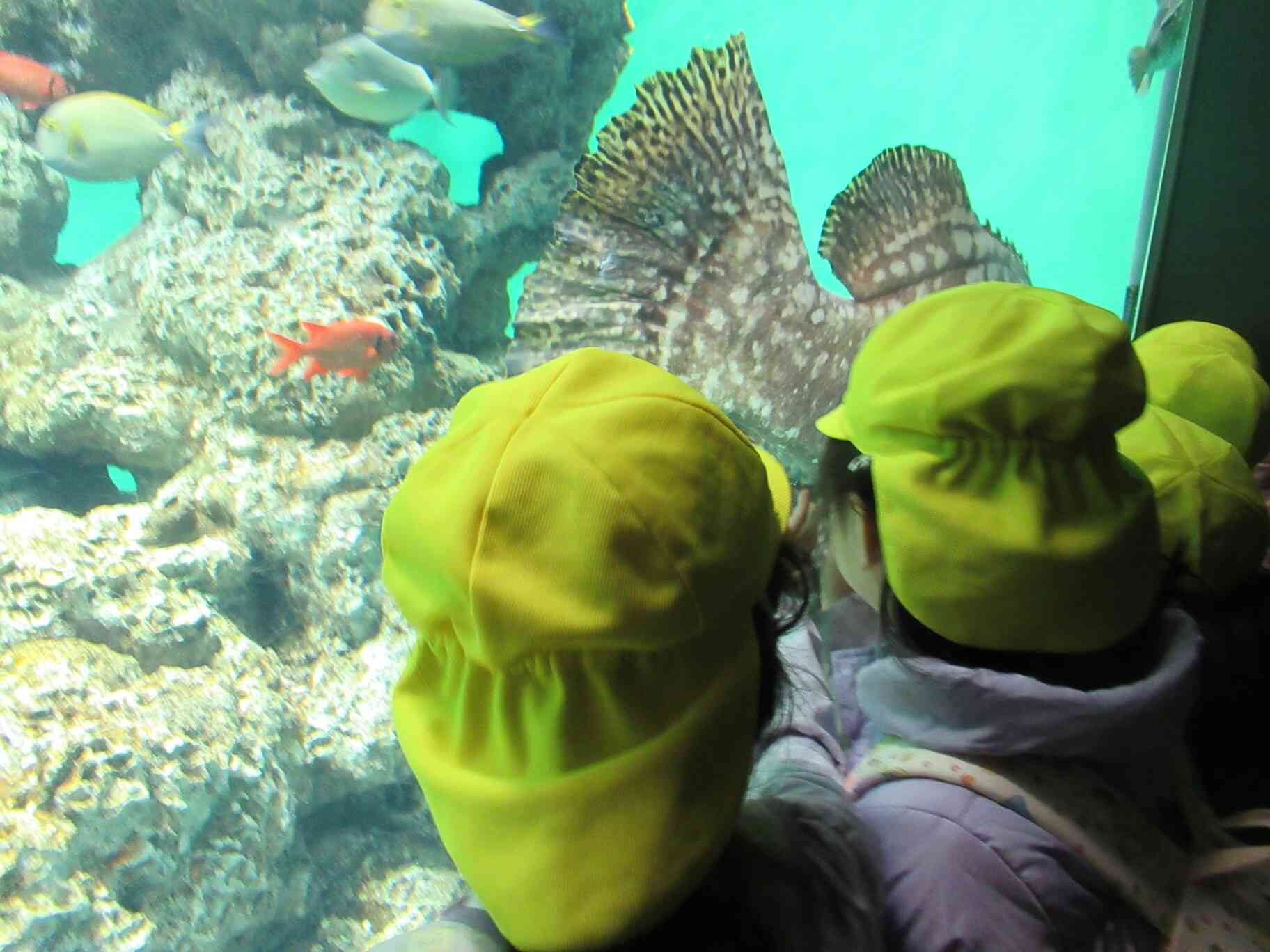 色々なお魚がいるね。あれは何という名前かな？