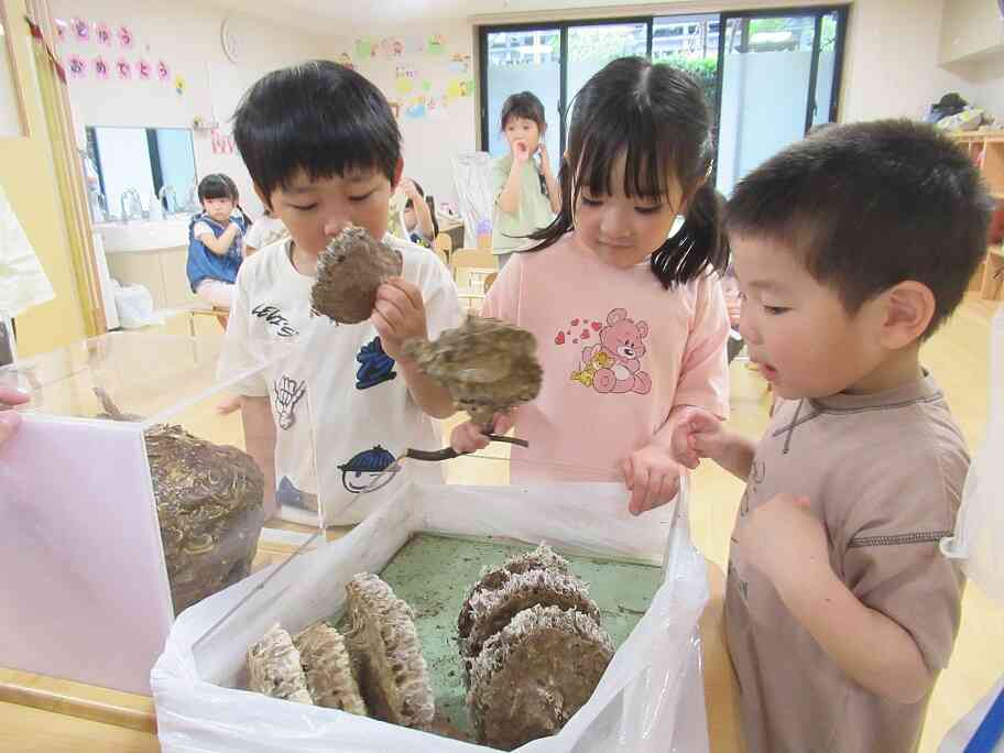ハチの生態教室に参加したよ（３～５歳児クラス）