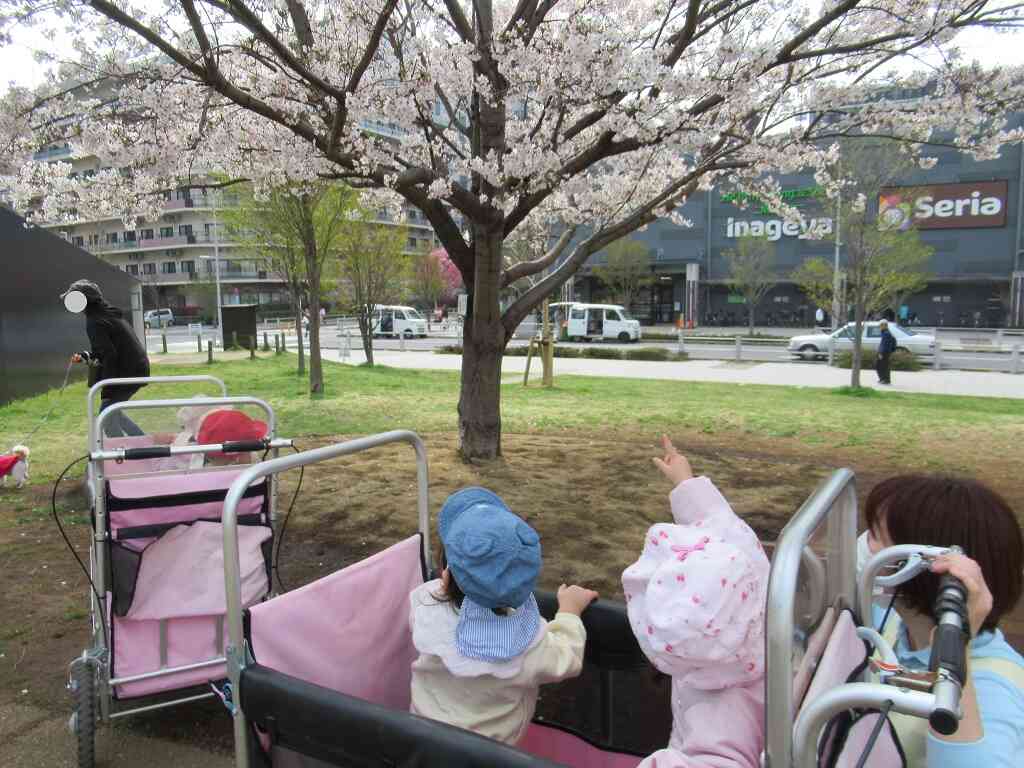 お花見に行ったよ！ピンク色の桜が満開できれいだね♡