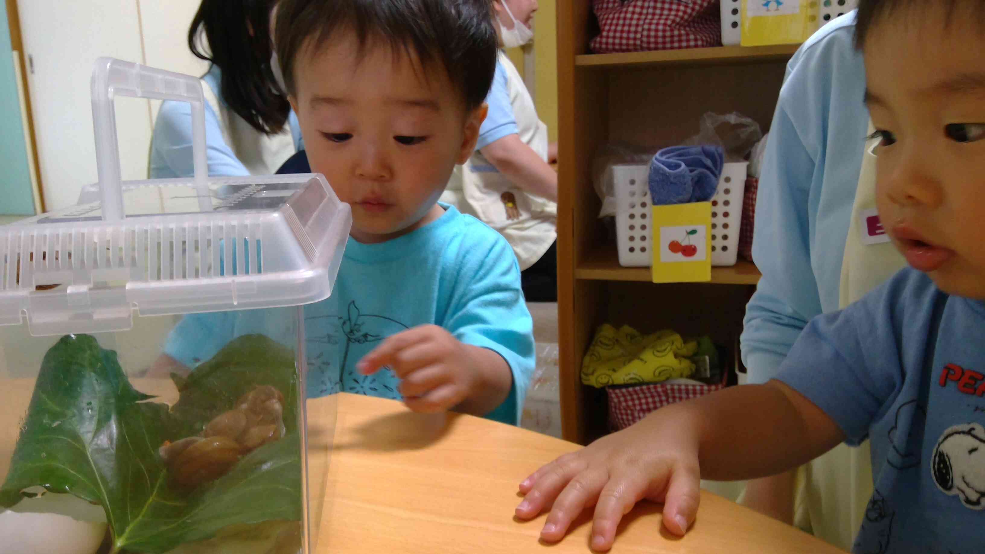 カタツムリの観察