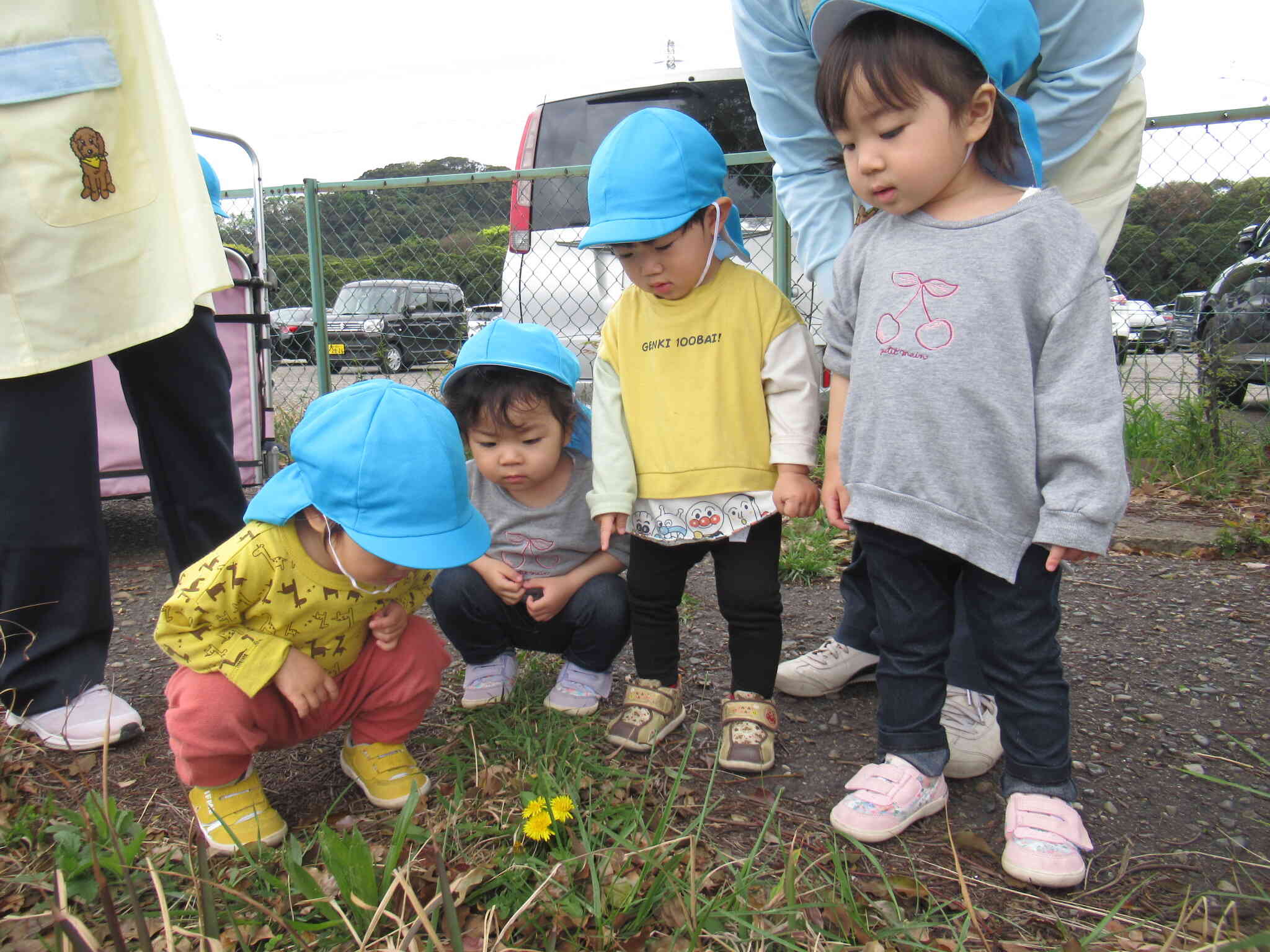 お散歩中にかわいいお花をみーつけた♡たんぽぽ1組（１歳児）