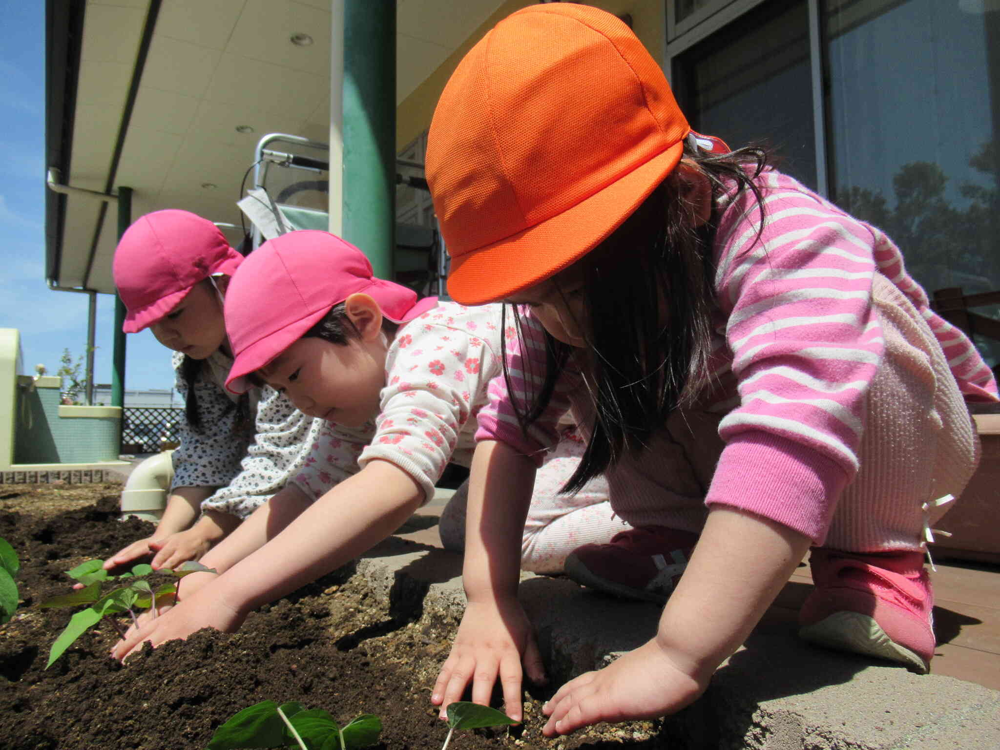 さつまいもの苗を植えました♡早く大きくなーれ‼さくら組（3.4.5歳児）