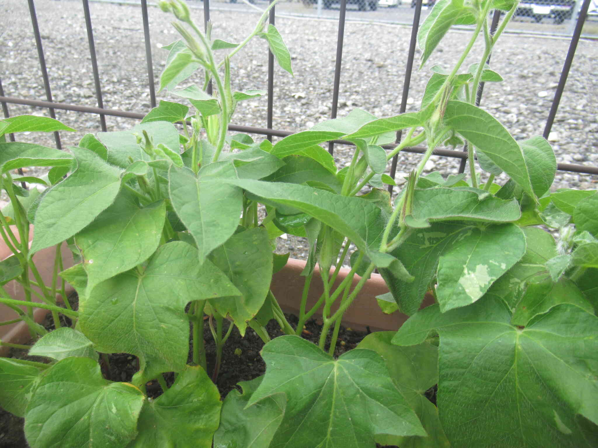プランターに植えた朝顔のつぼみが