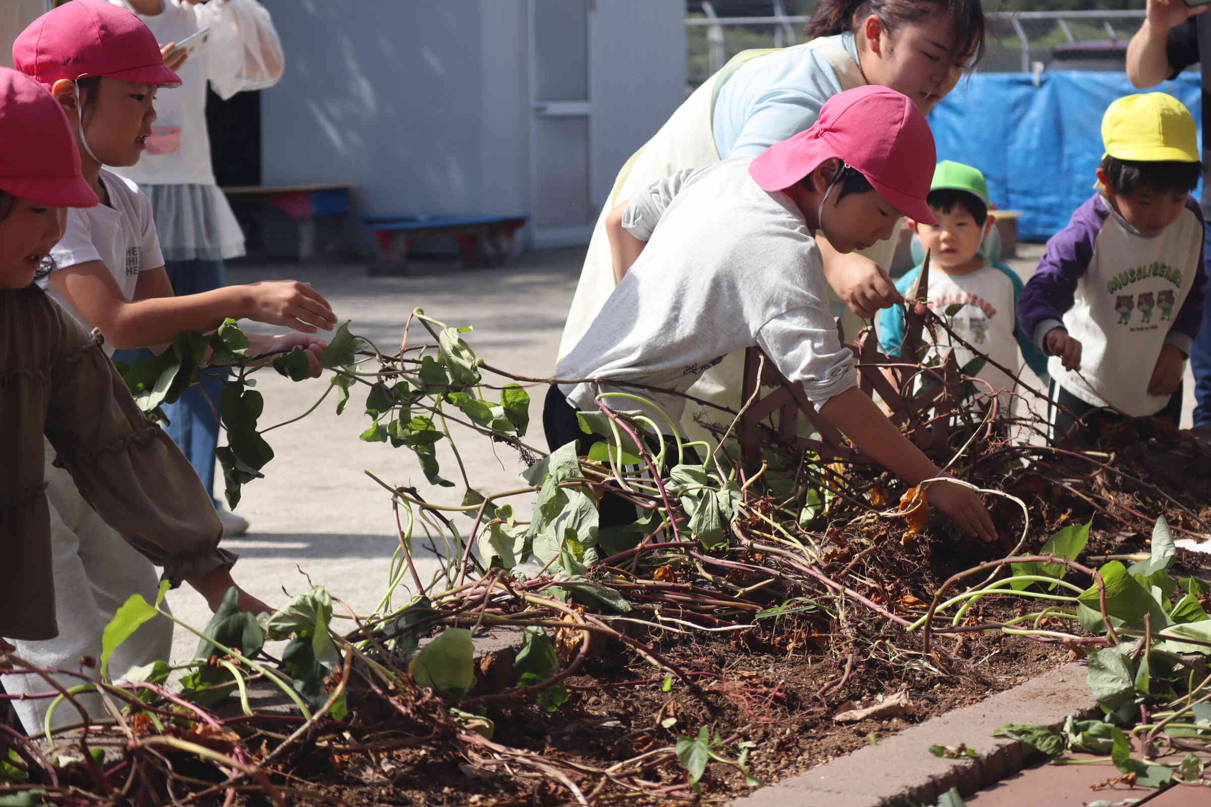 よいしょ‼よいしょ‼　おいもほり♪　さくら組（5歳児）