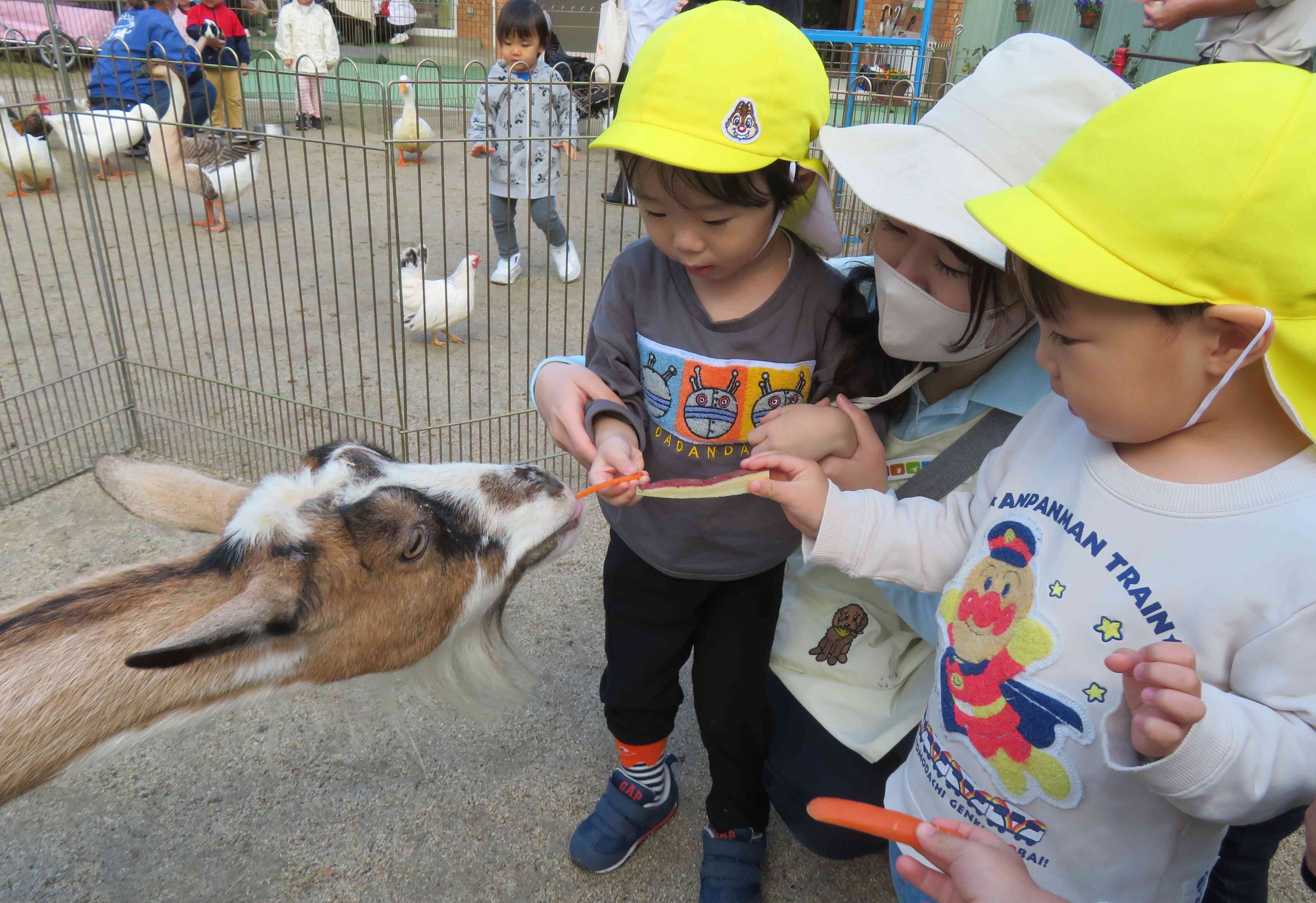 やぎさん、ご飯どうぞ！