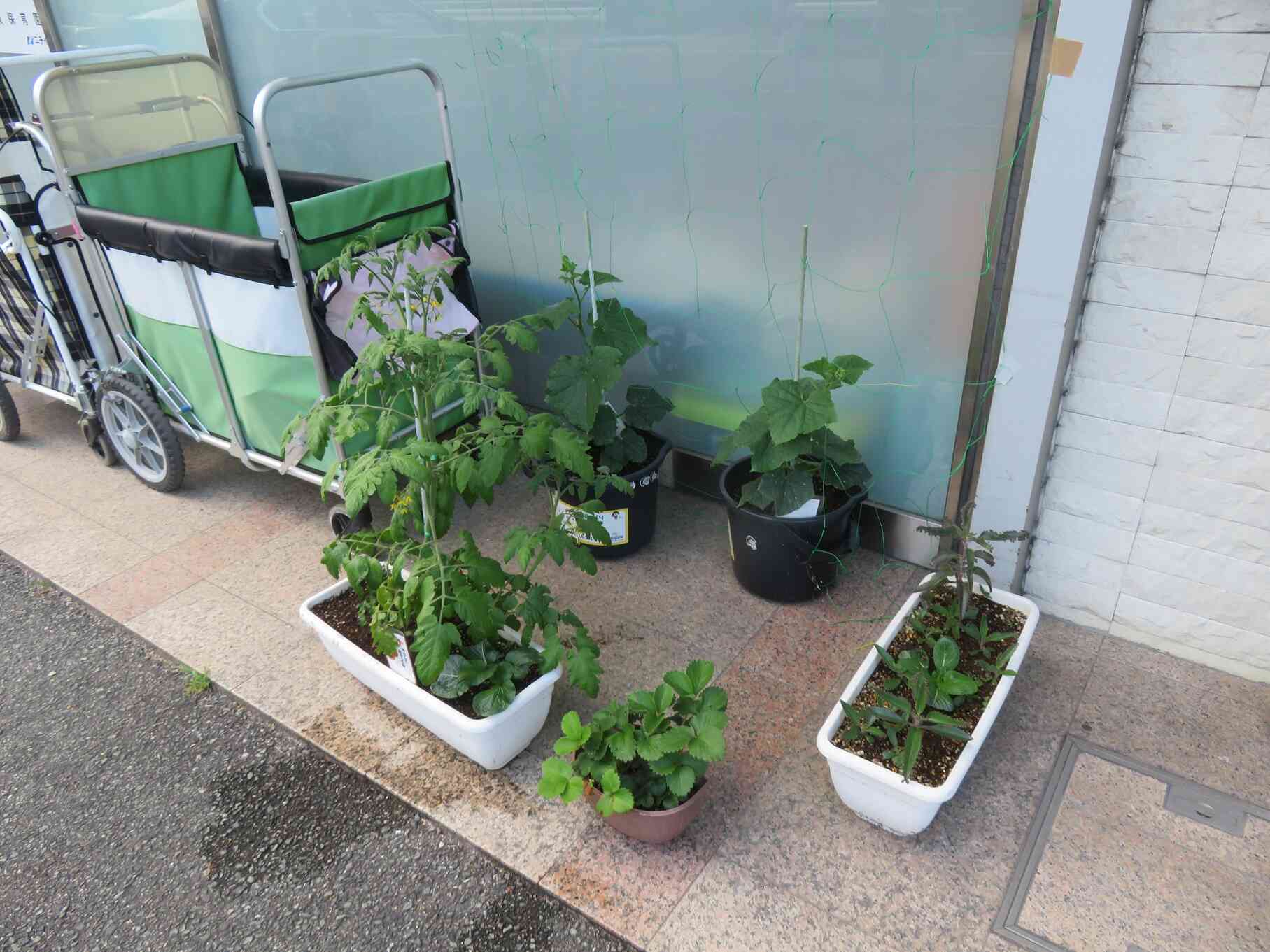 食育（木川菜園）