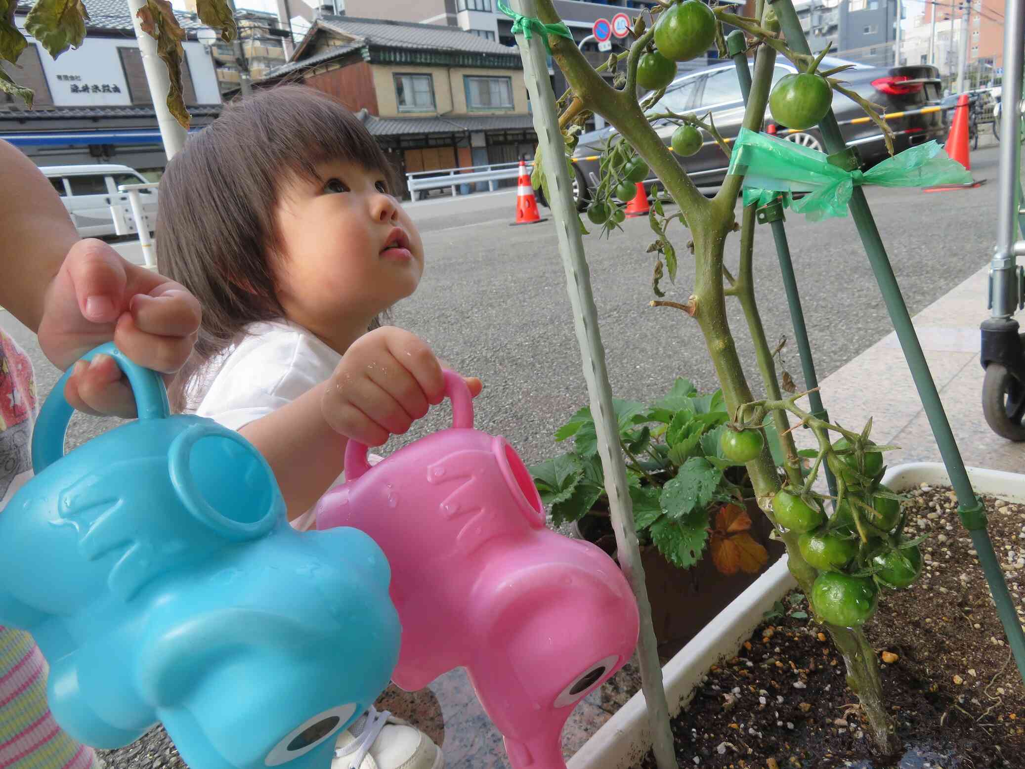 トマトに興味津々！