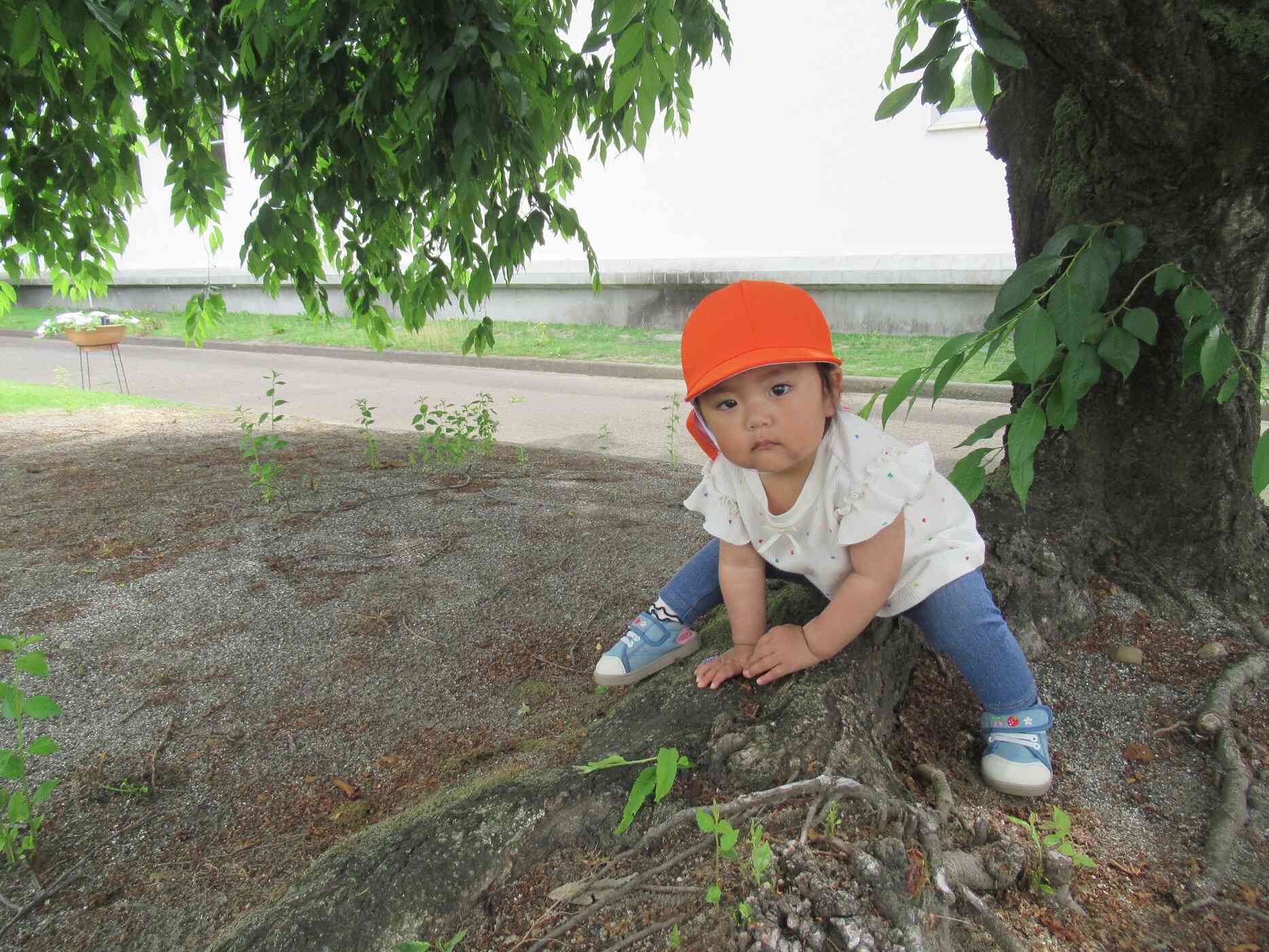 根っこの上で、ひと休みする１歳児さん。