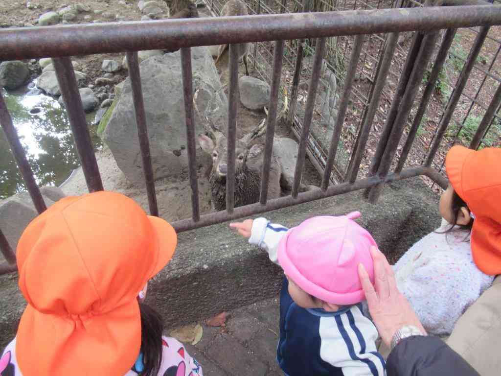 いつも最初に会うのはシカさん達だ！