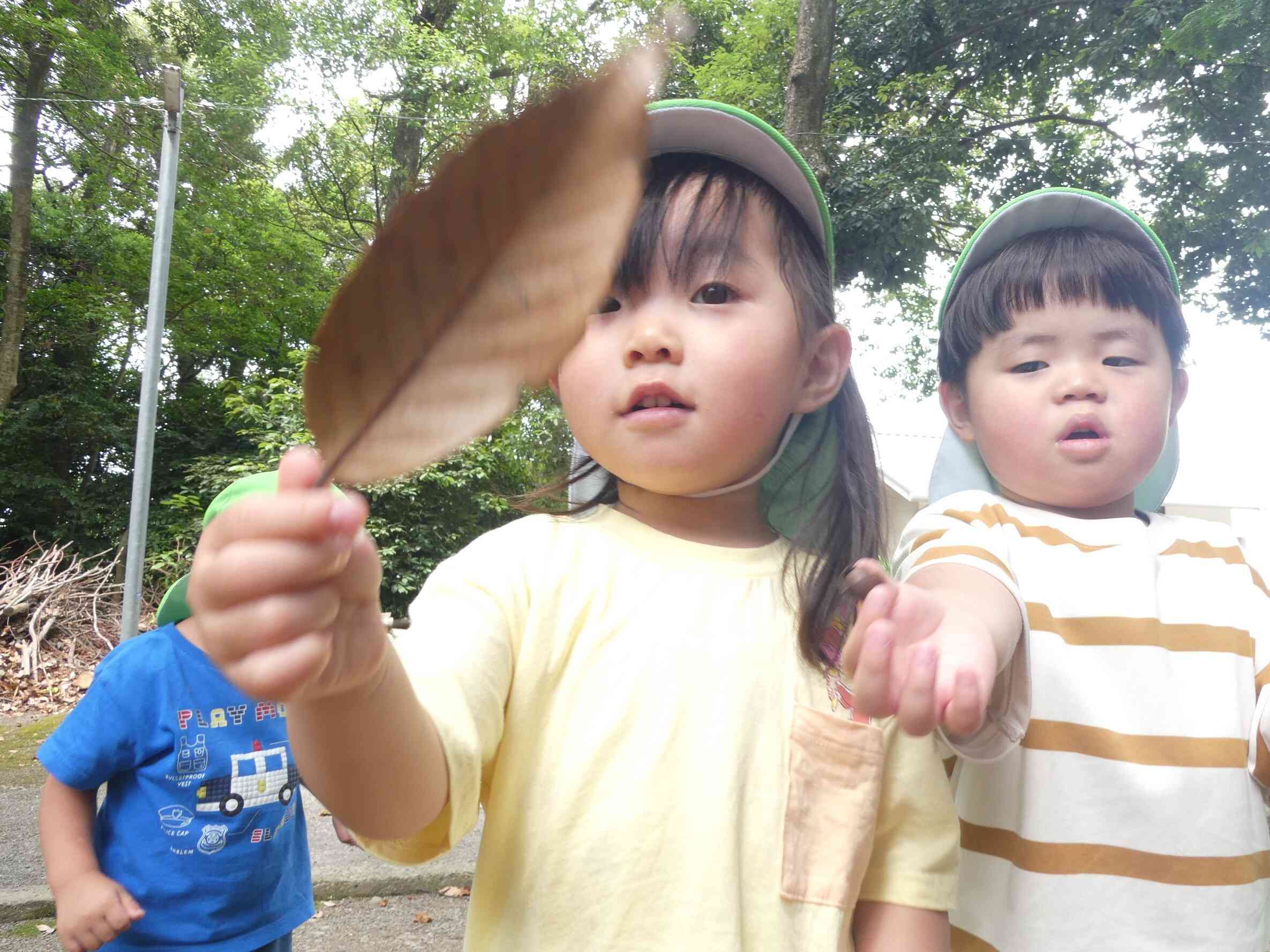 大きな葉っぱ