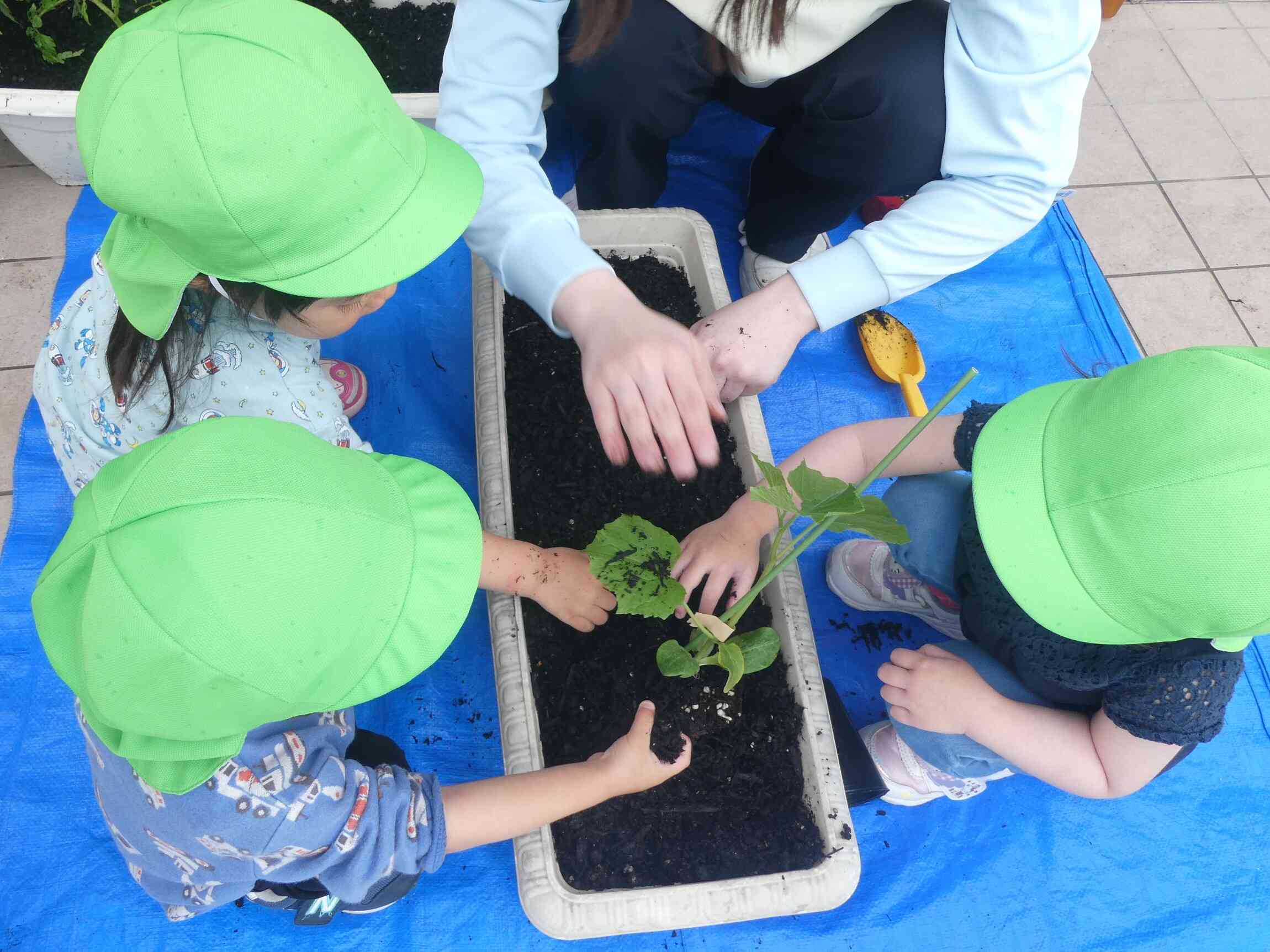 みんなで一緒に植えるよ！