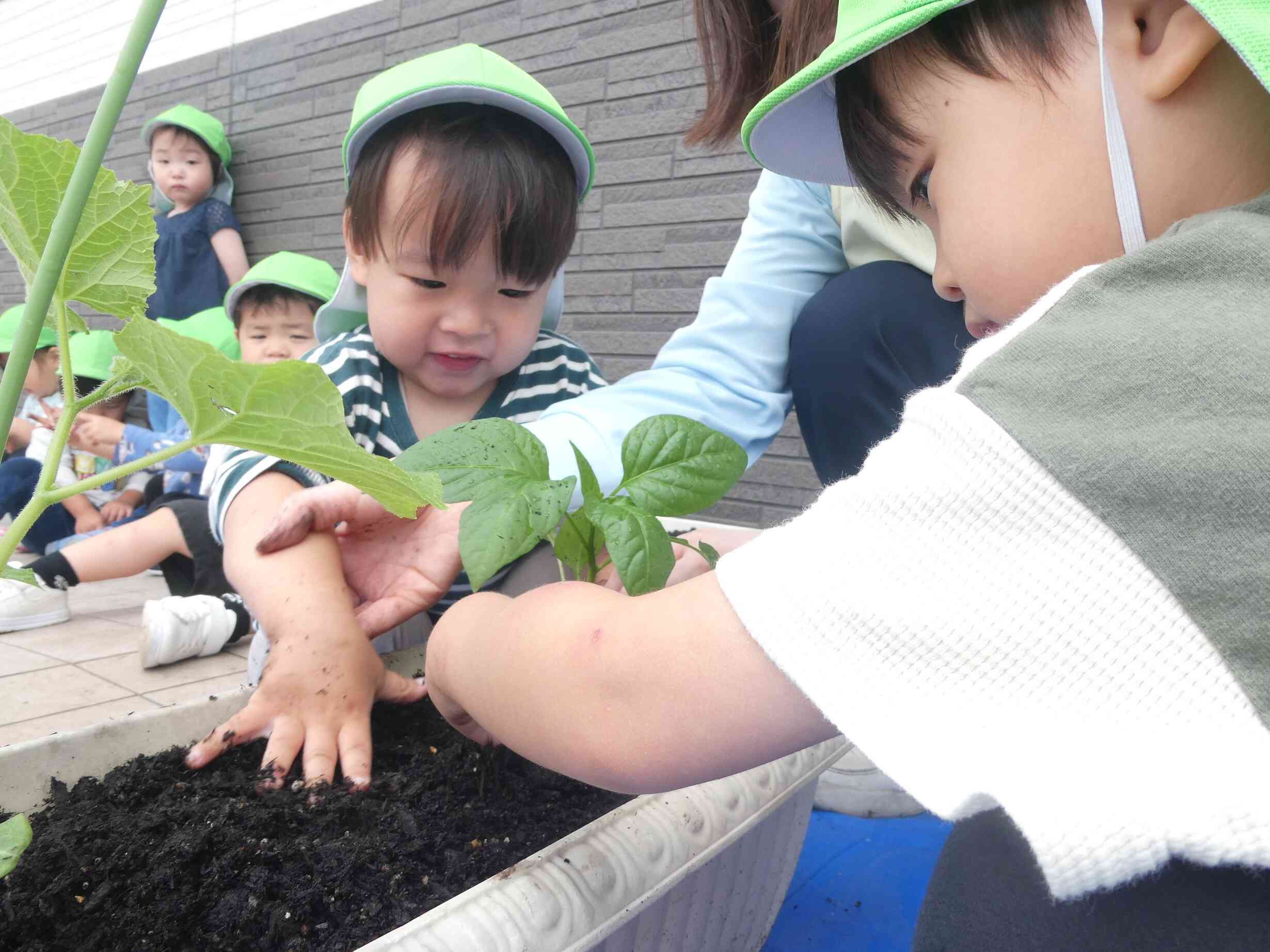 何の野菜かな？