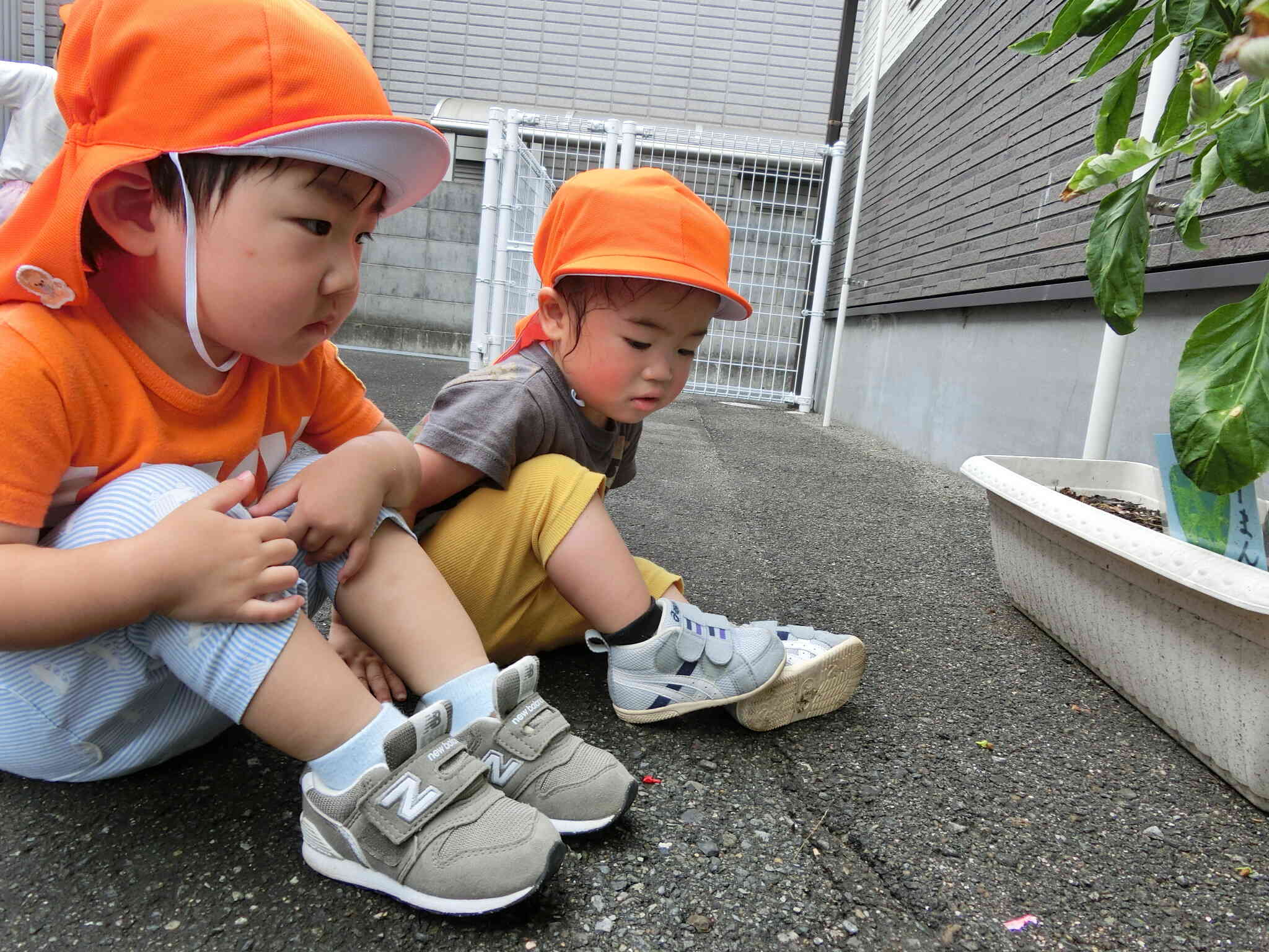 ピーマン大きくなったね♪