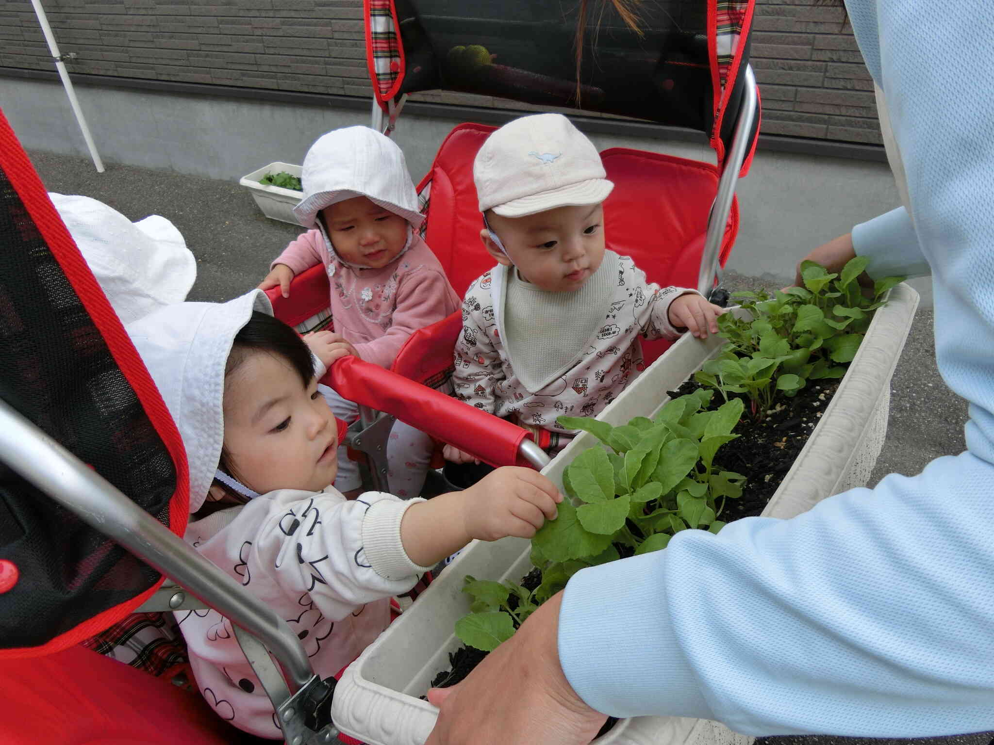 この葉っぱなんだろう？