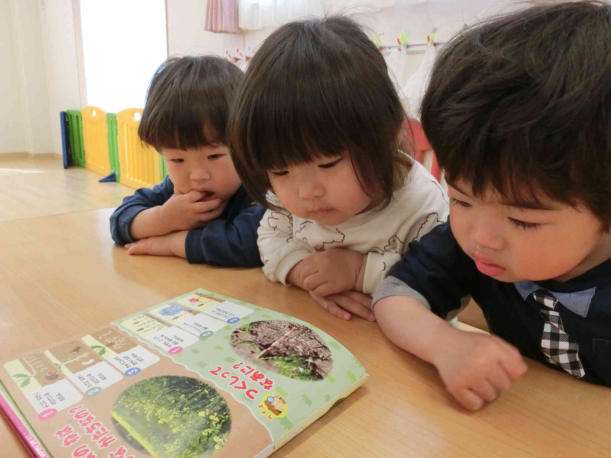 うさぎ組　春の植物！①