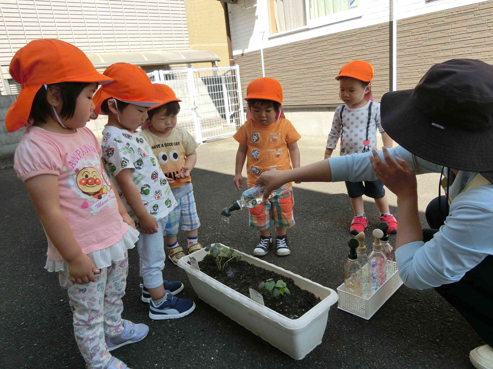 苗を植え終わった後は？