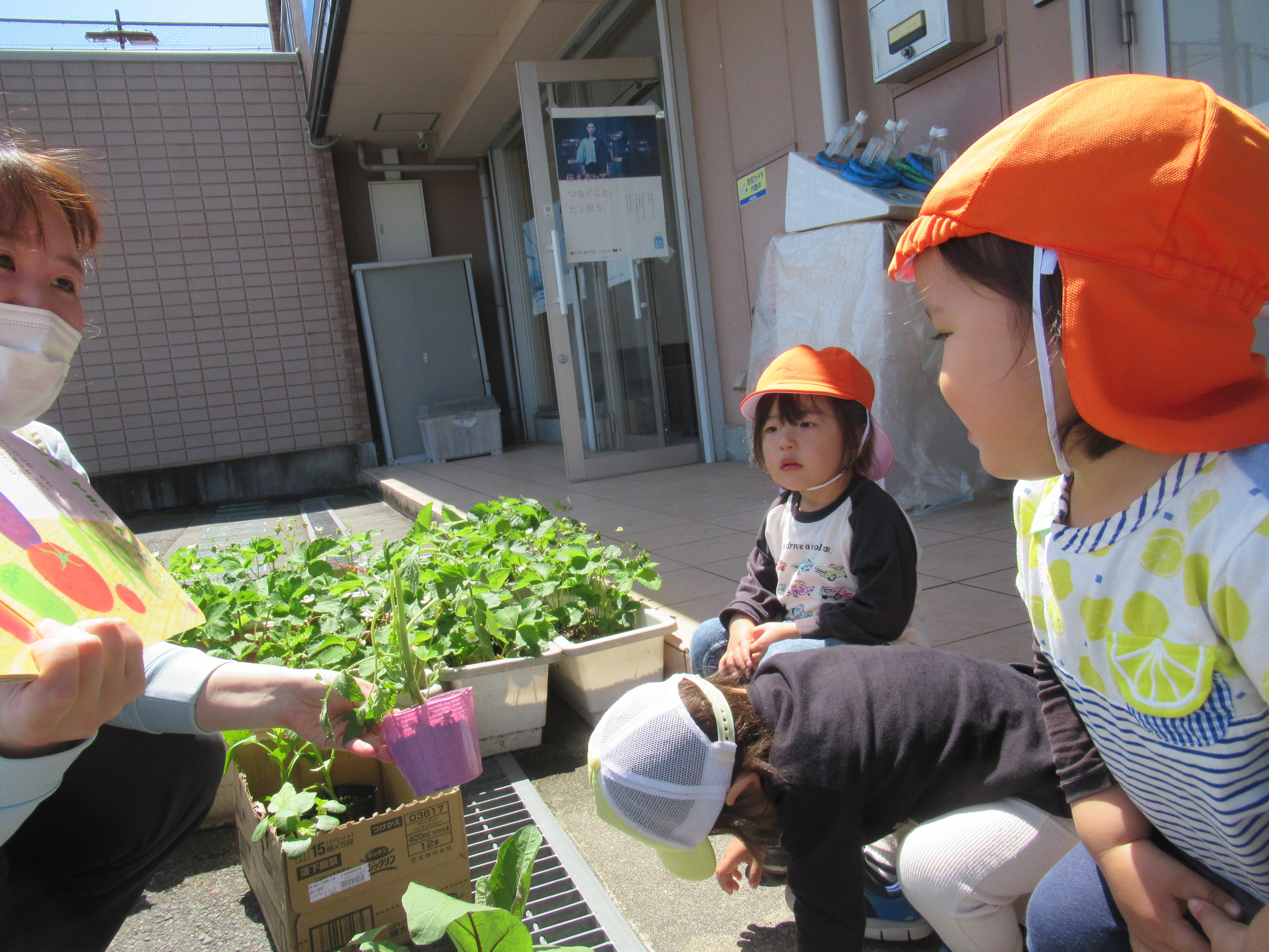 夏野菜の苗植え