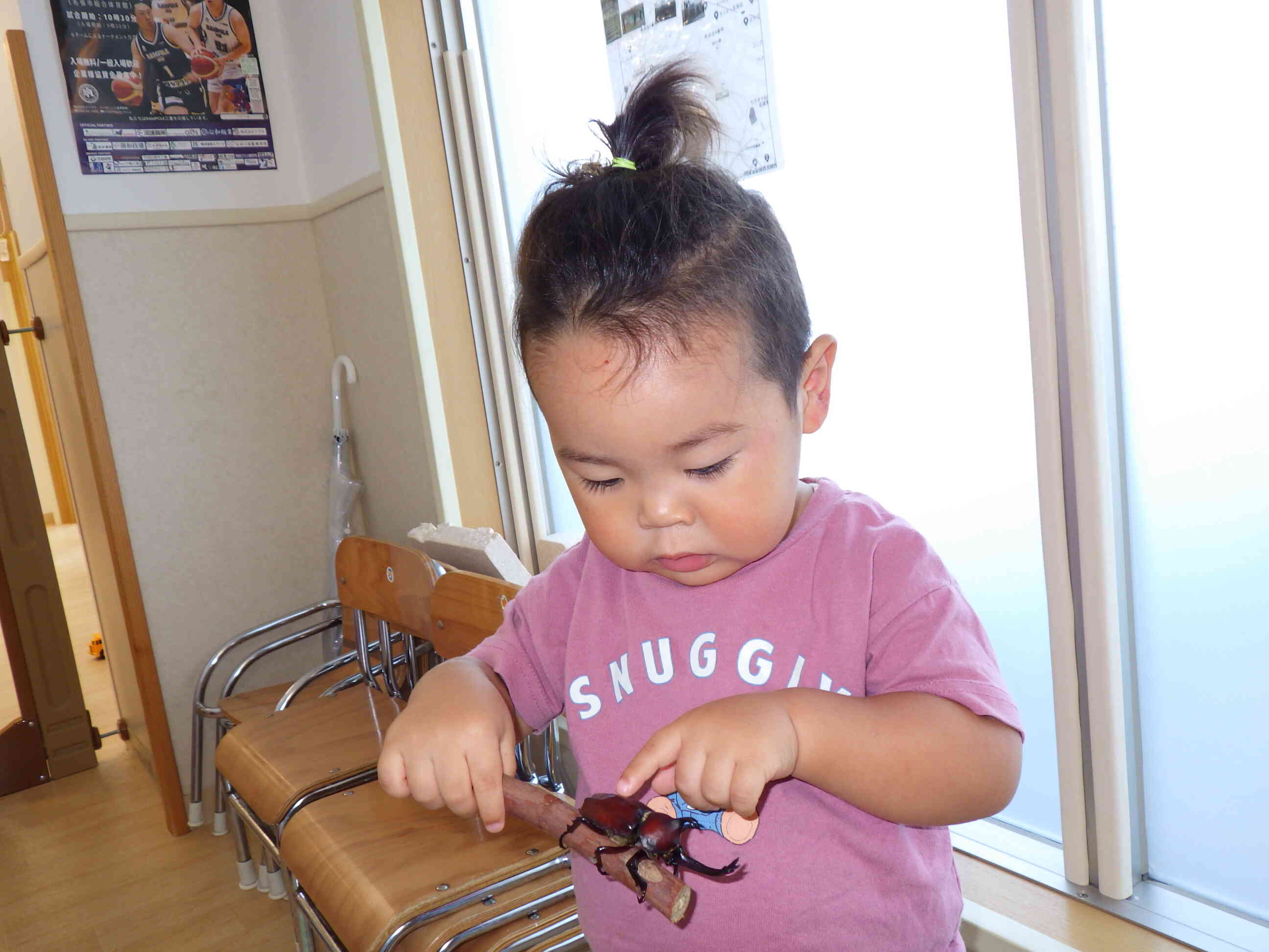 「夏の風物詩  ”カブトムシがやってきた！” 」
