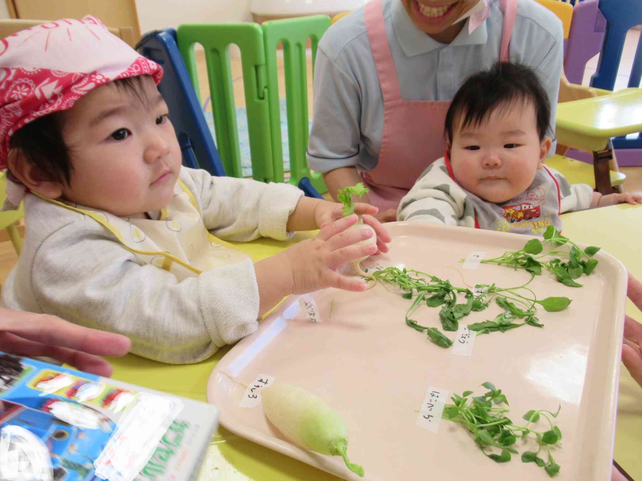 食べれるのかと思って興味津々でした