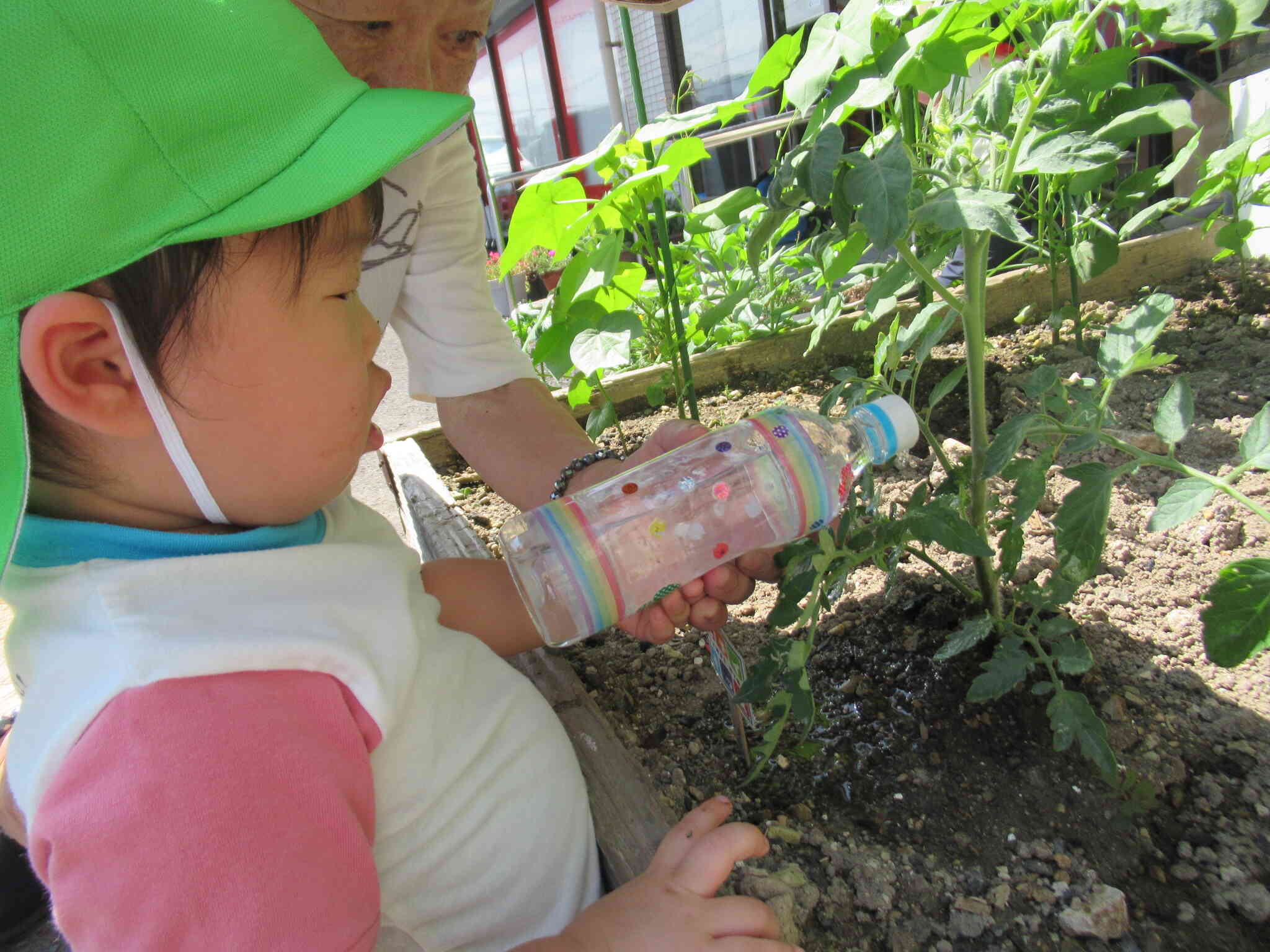 みんなが水やり頑張ってくれたからお野菜さんもきっと美味しくなってくれるでしょう。
