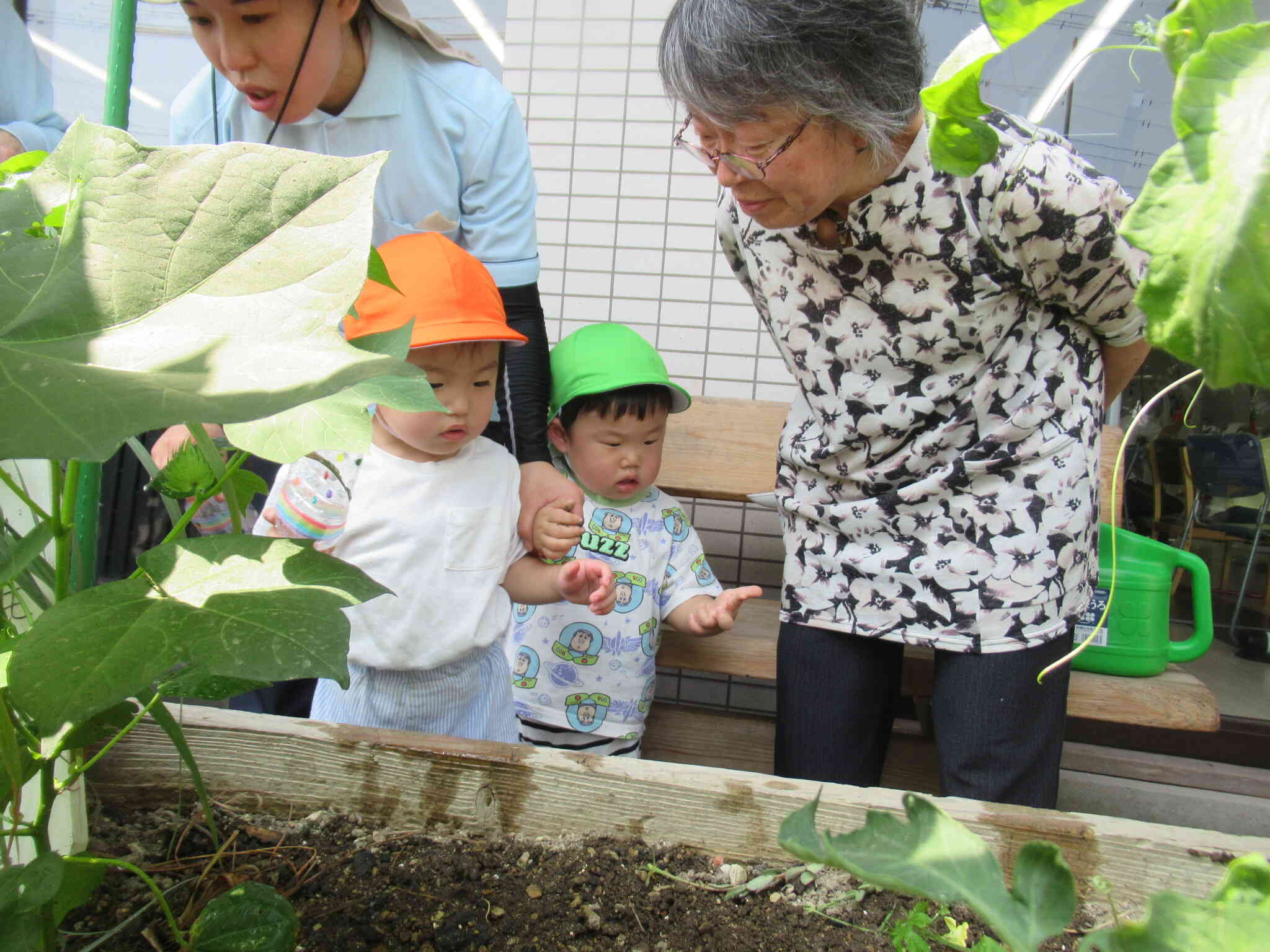 お野菜さん、大きくなってるね！