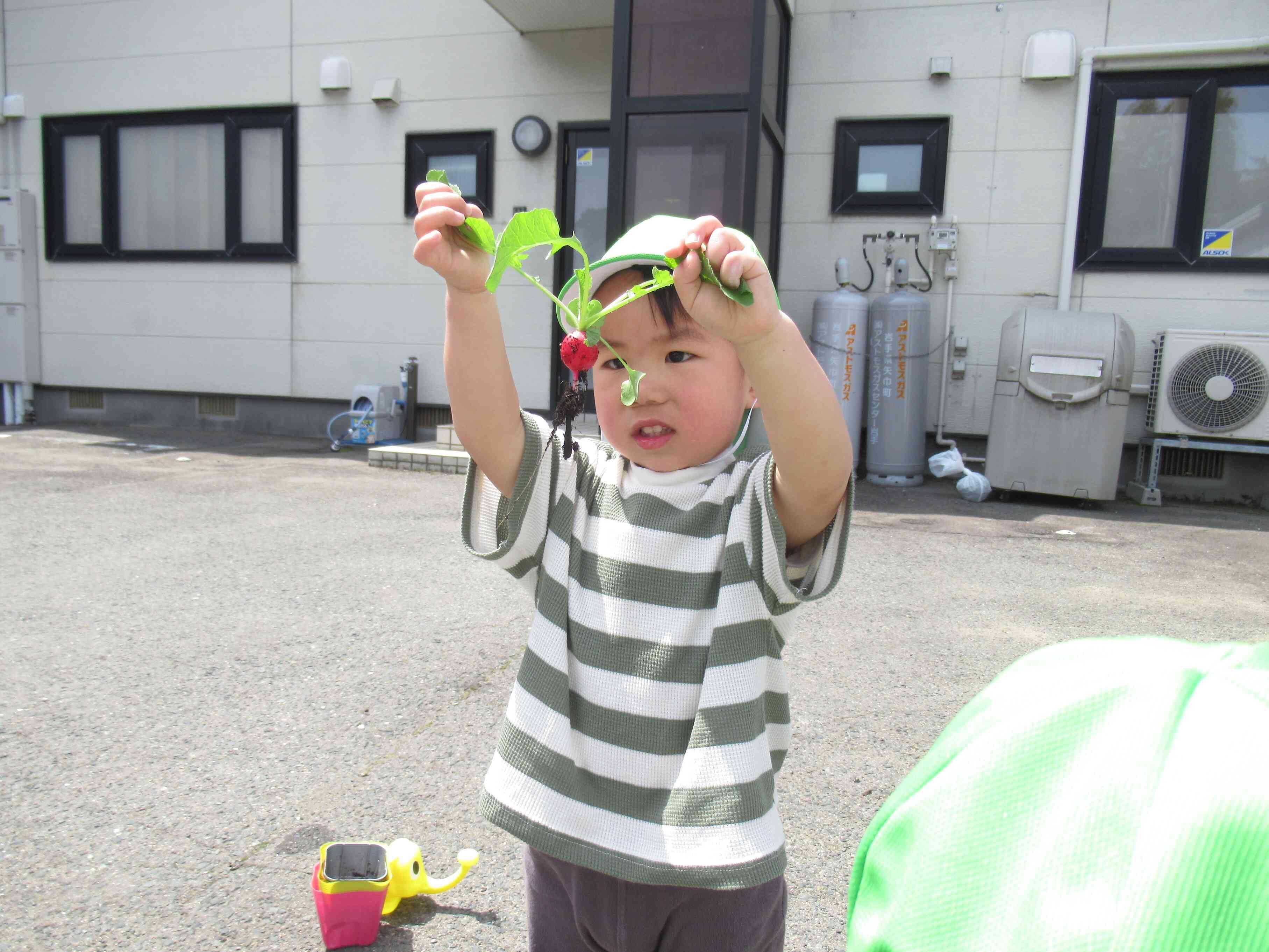 大収穫！　はつかだいこん