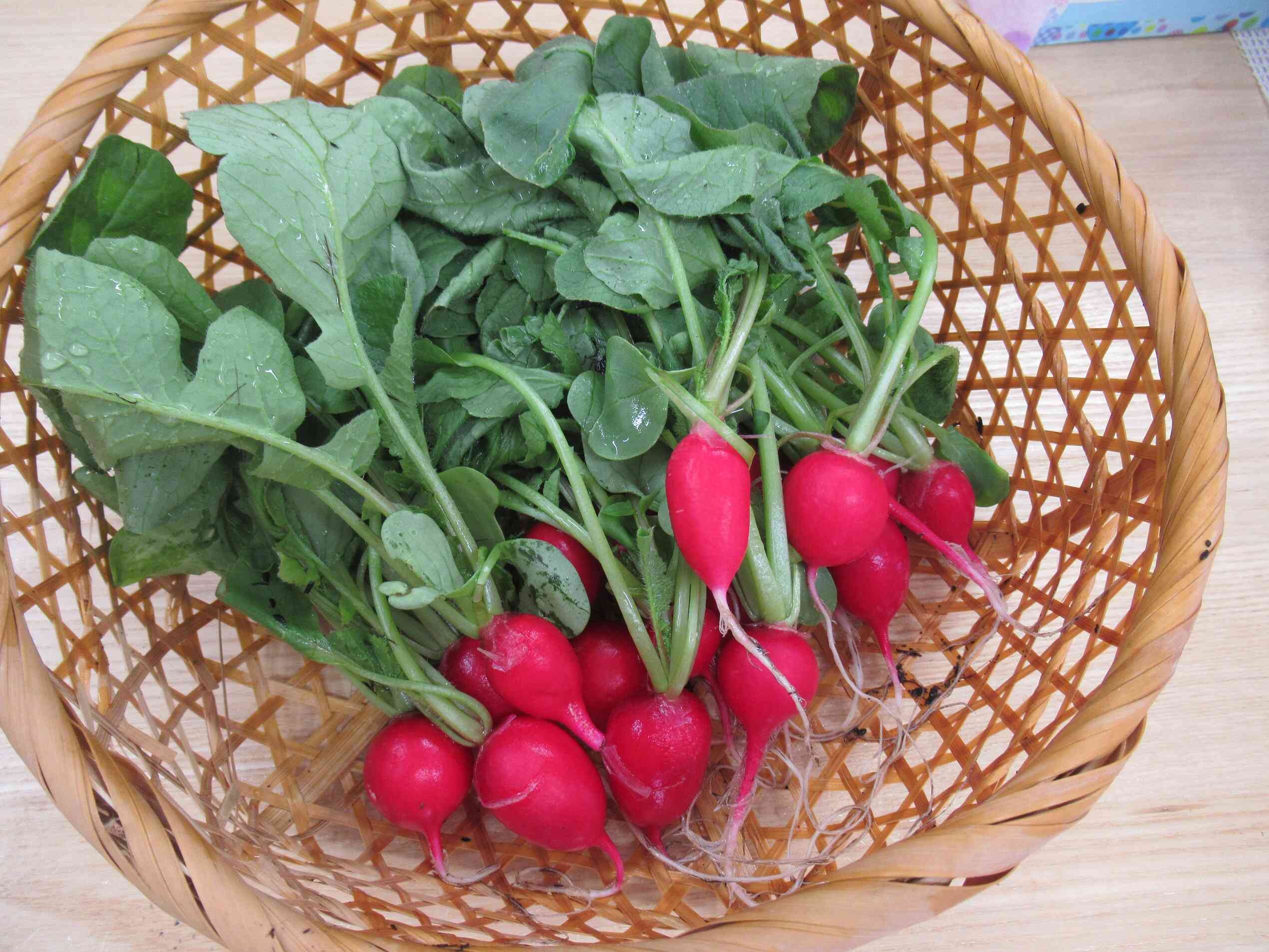 収穫したはつかだいこんは？