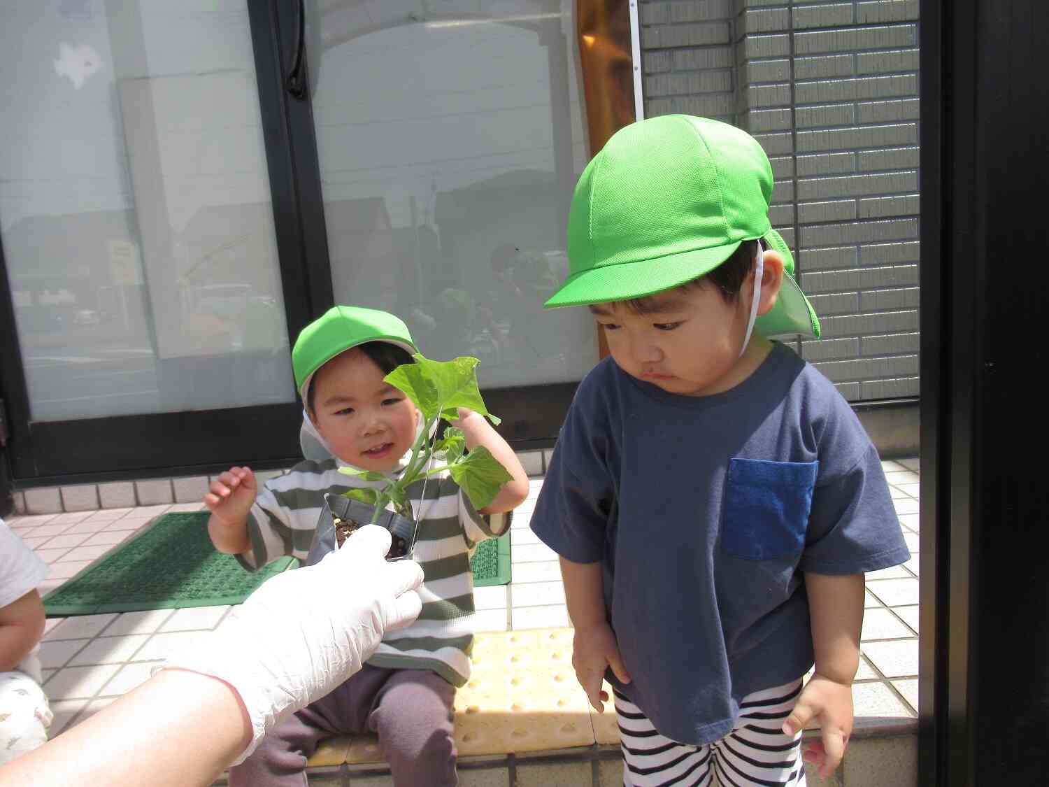 これは何の苗かな?