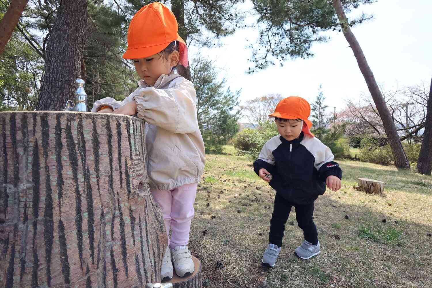 松ぼっくりが沢山！