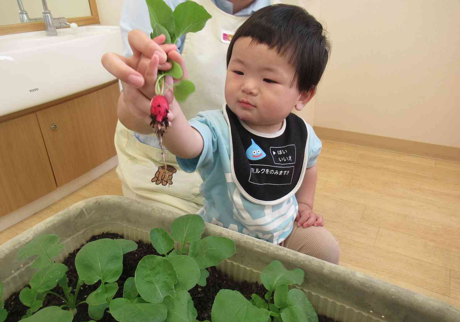 野菜収穫
