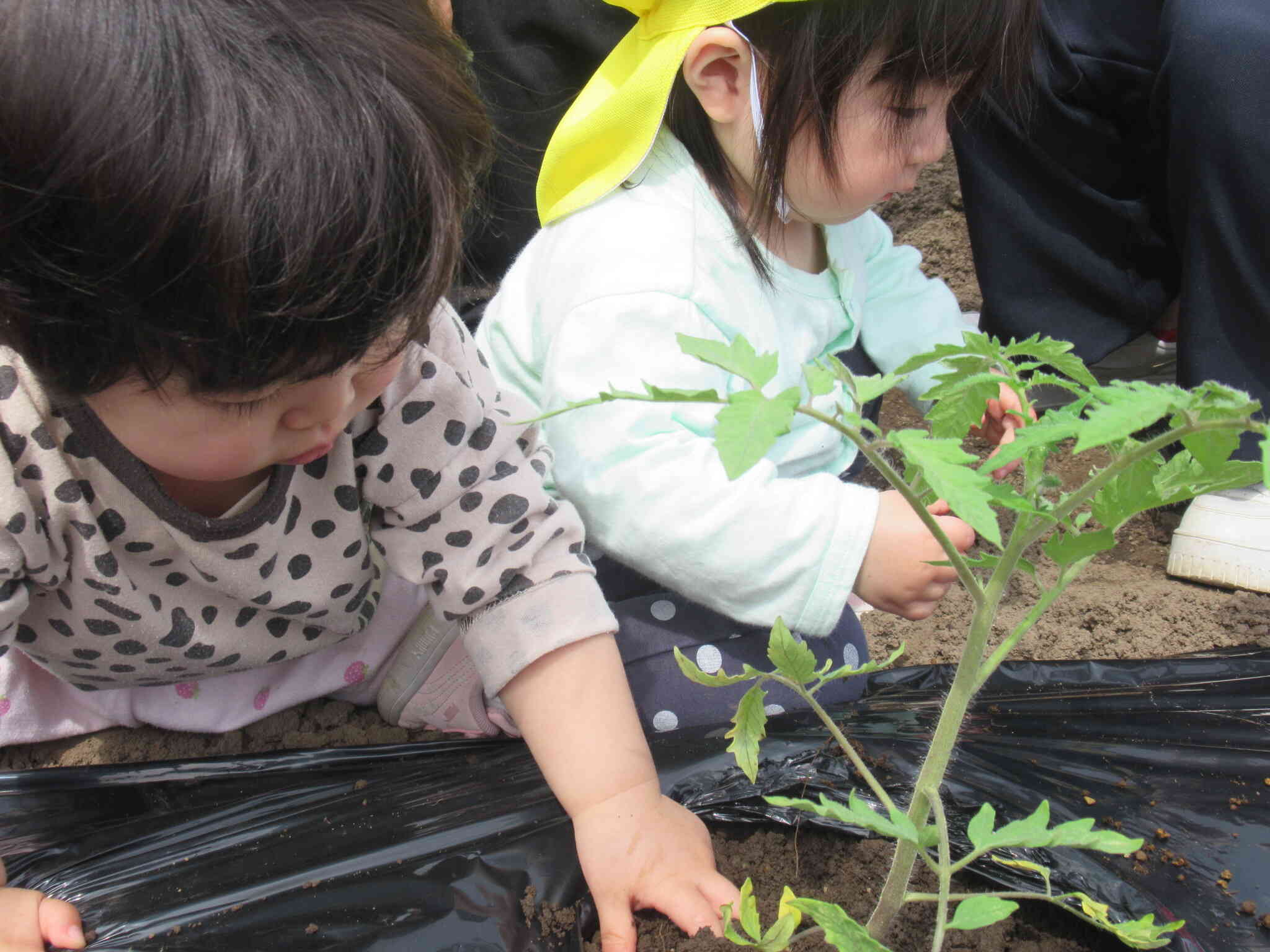 初めての畑　1歳児あひる組