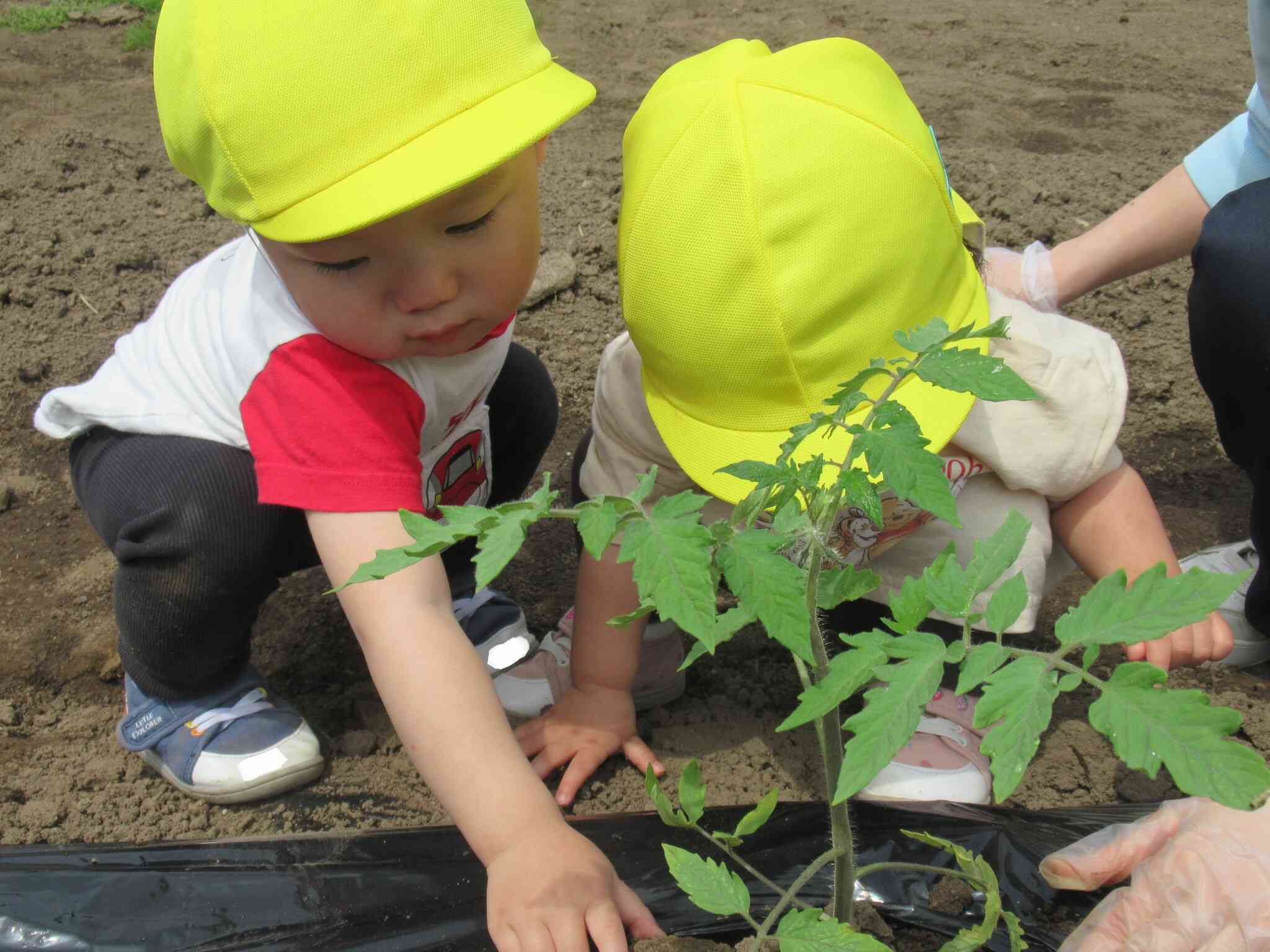 大きくなあれ!