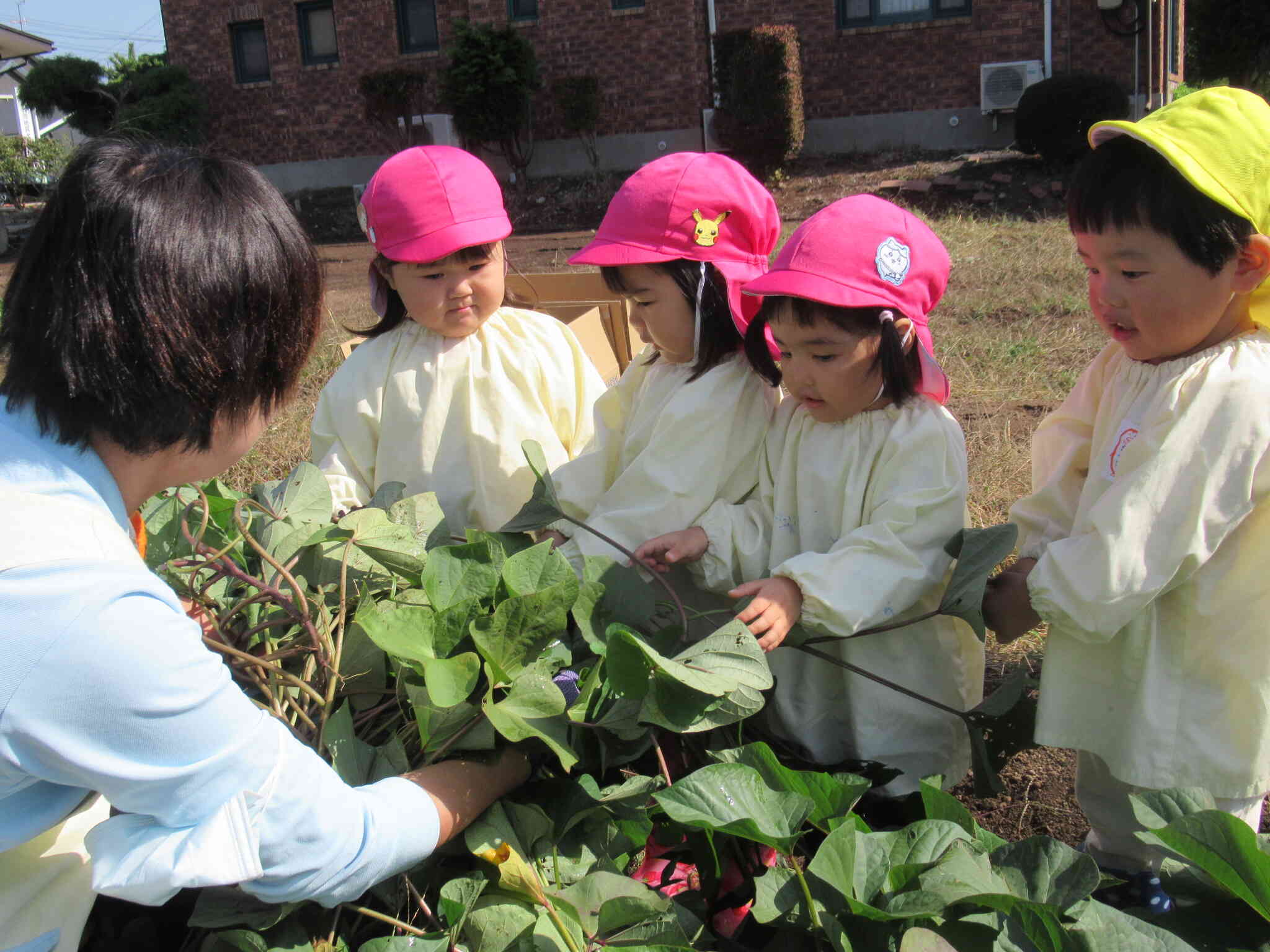 さつまいもほり（あひる組・うさぎ組）