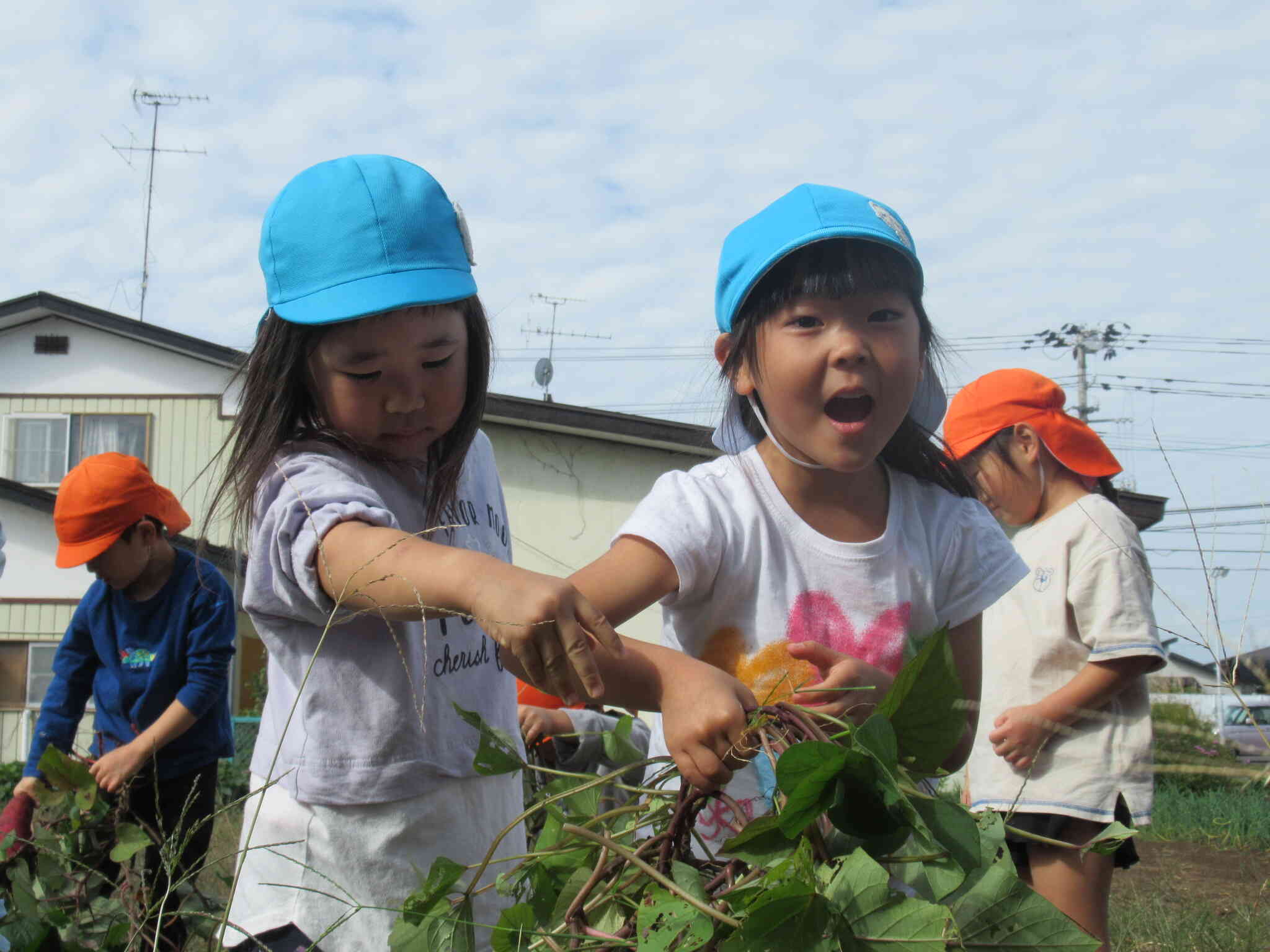 大っきいお芋見つけた！