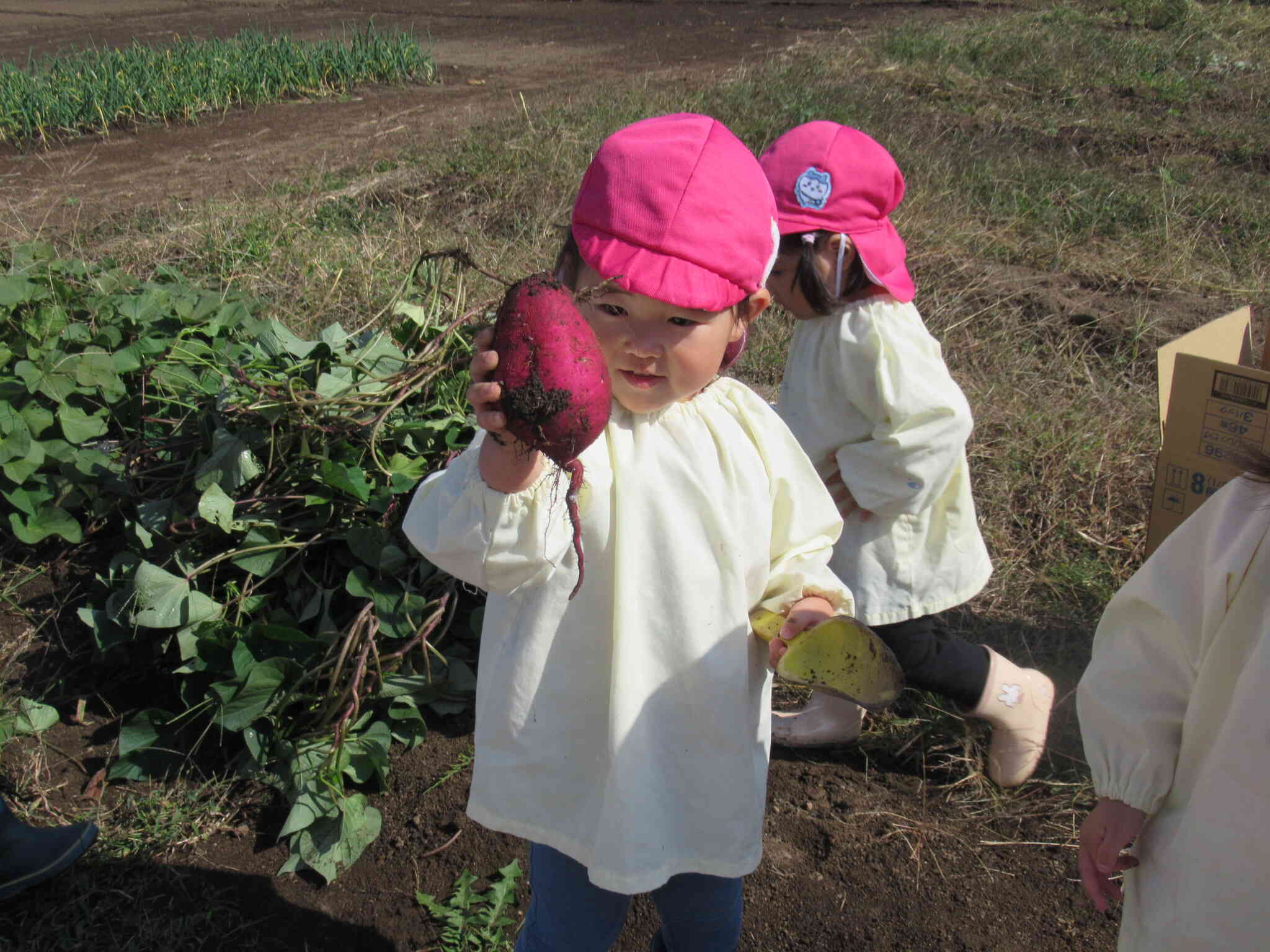 美味しそうなさつまいもが採れました