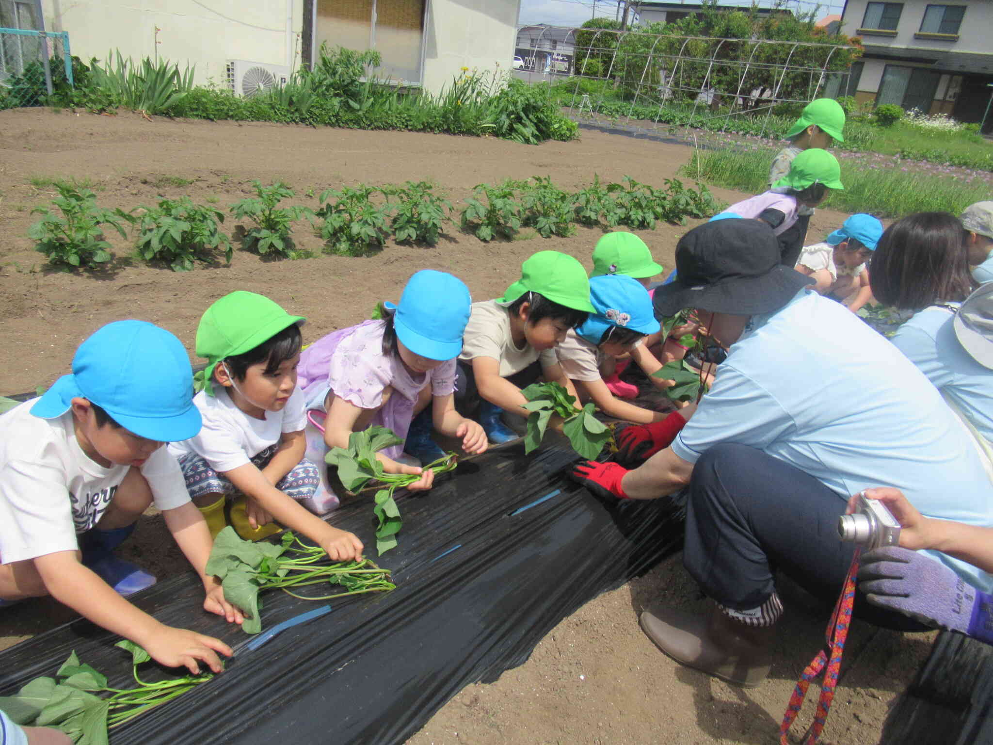 大きく育ってね！　さつまいもの苗植え　きりん　ぱんだ組（４,５歳児クラス）