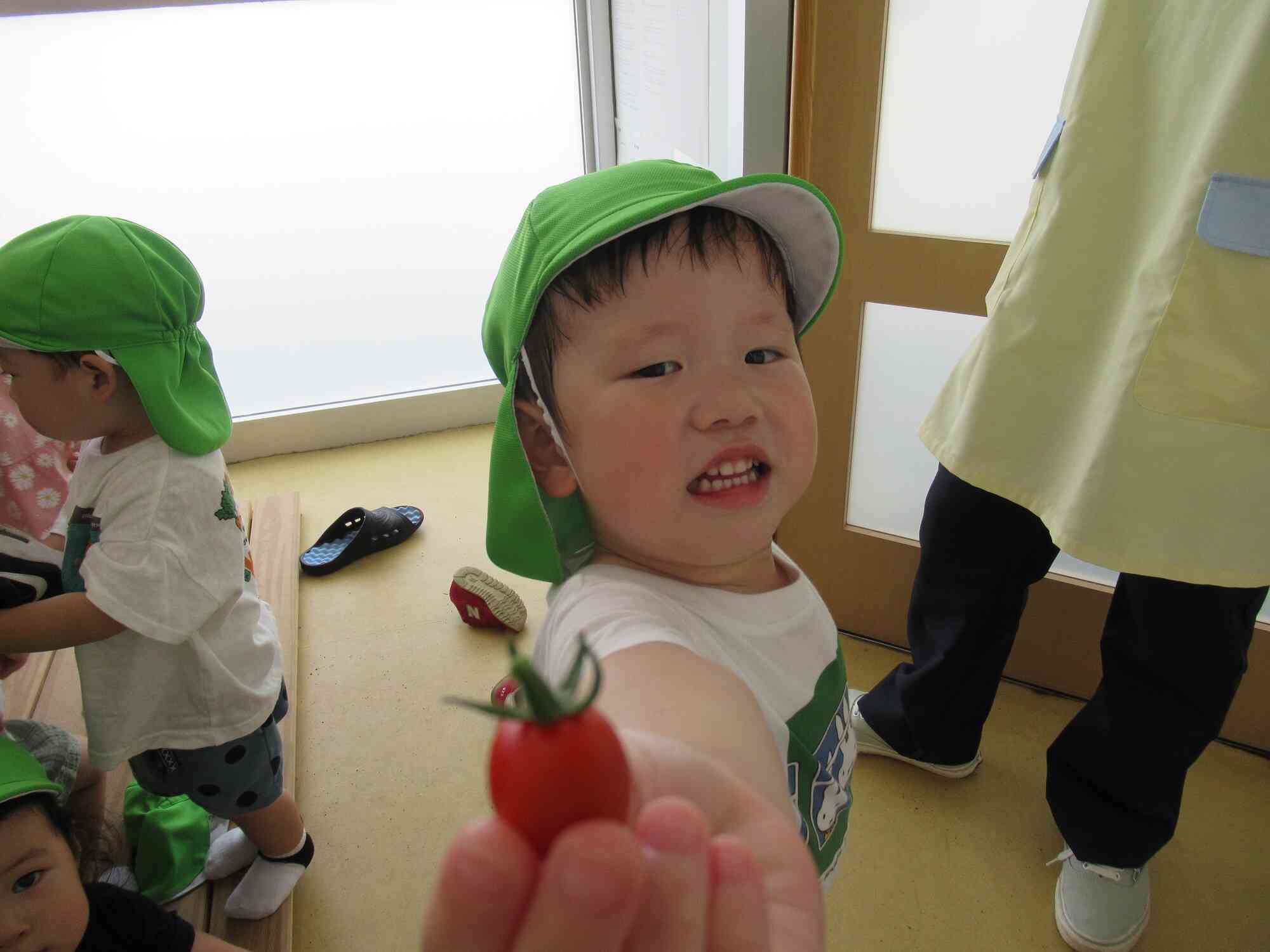 トマトの収穫をしました（2歳児）