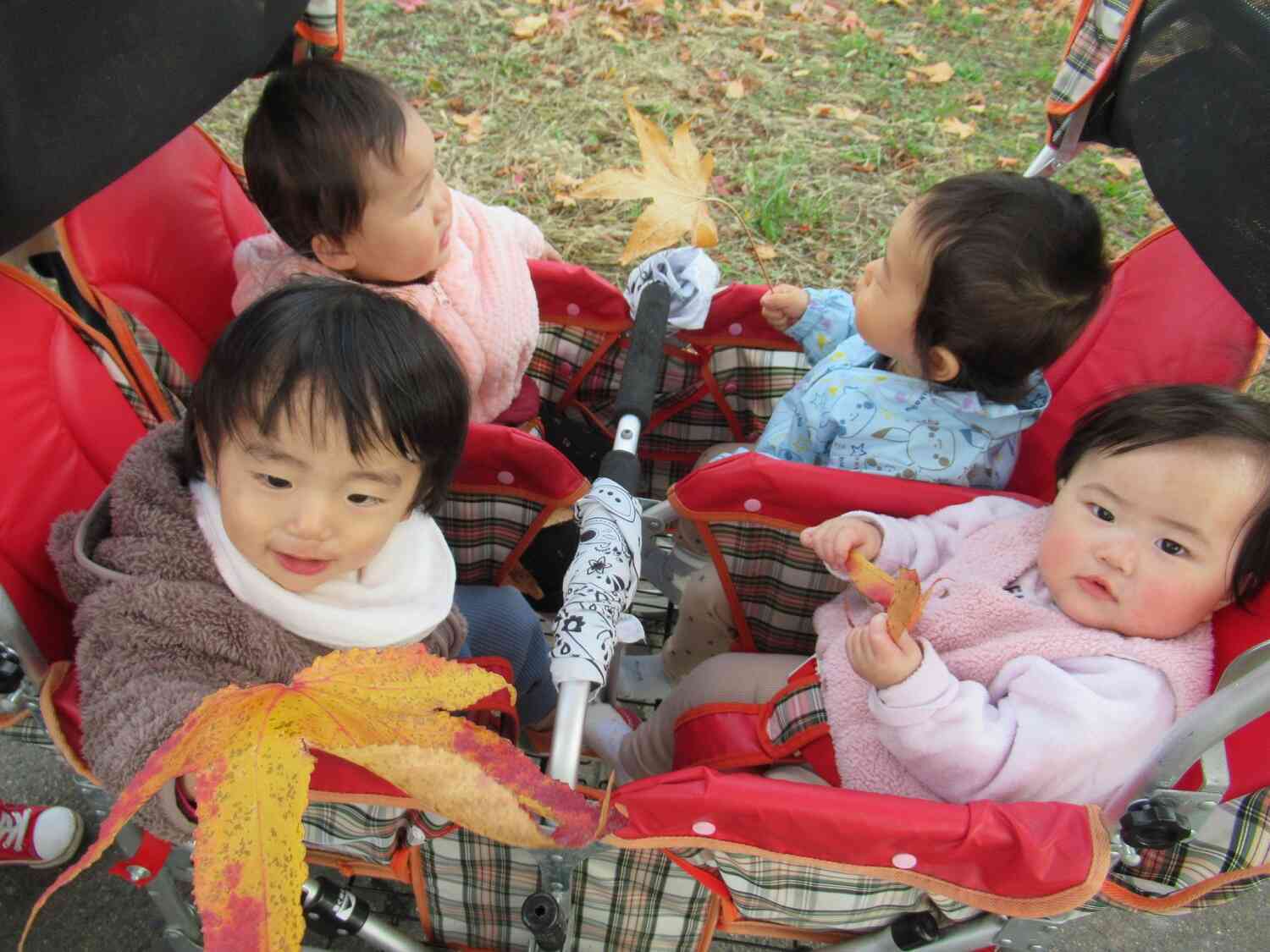 大きい葉っぱみつけたよ