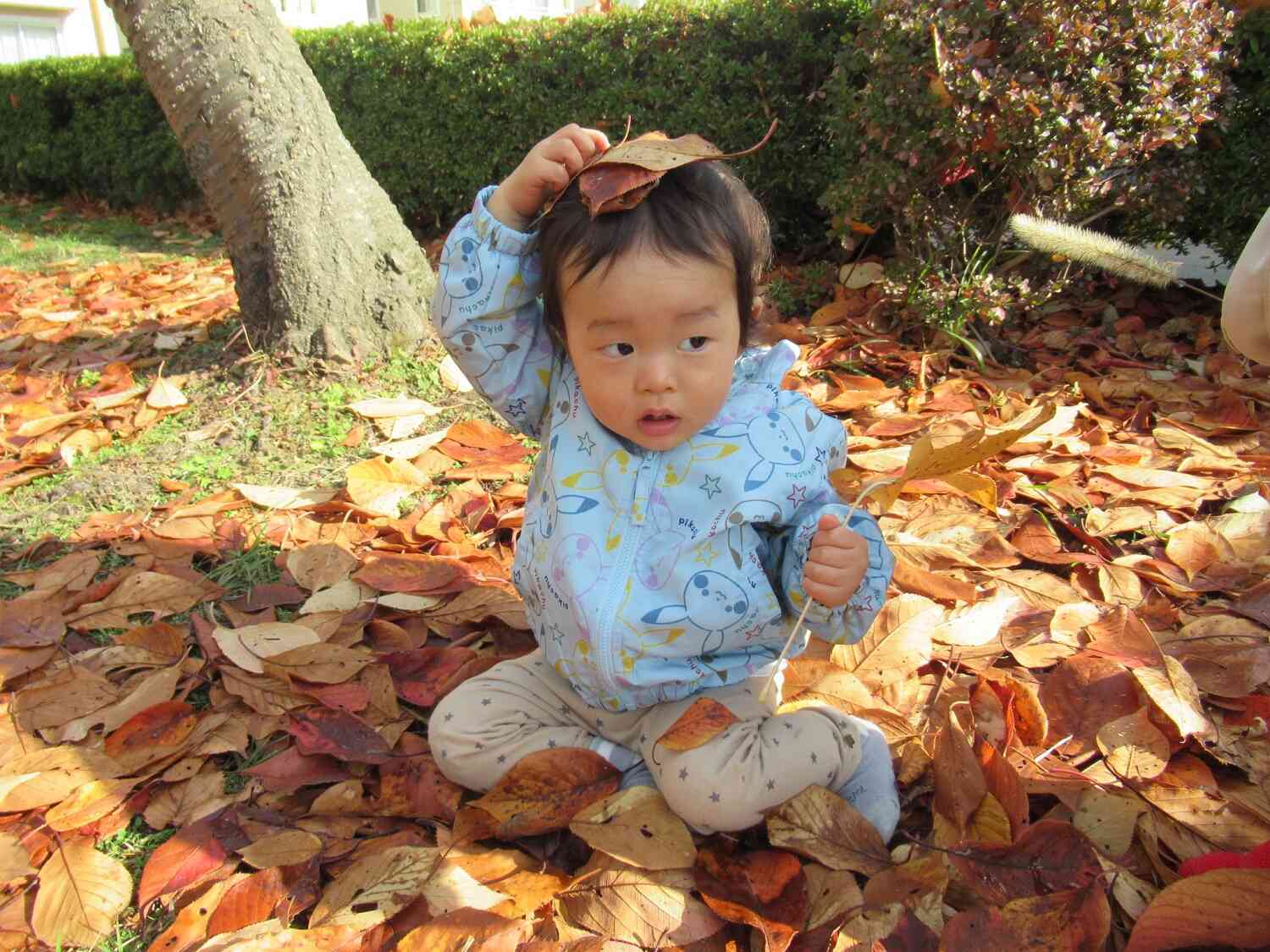 紅葉みつけたよ（ひよこ組）