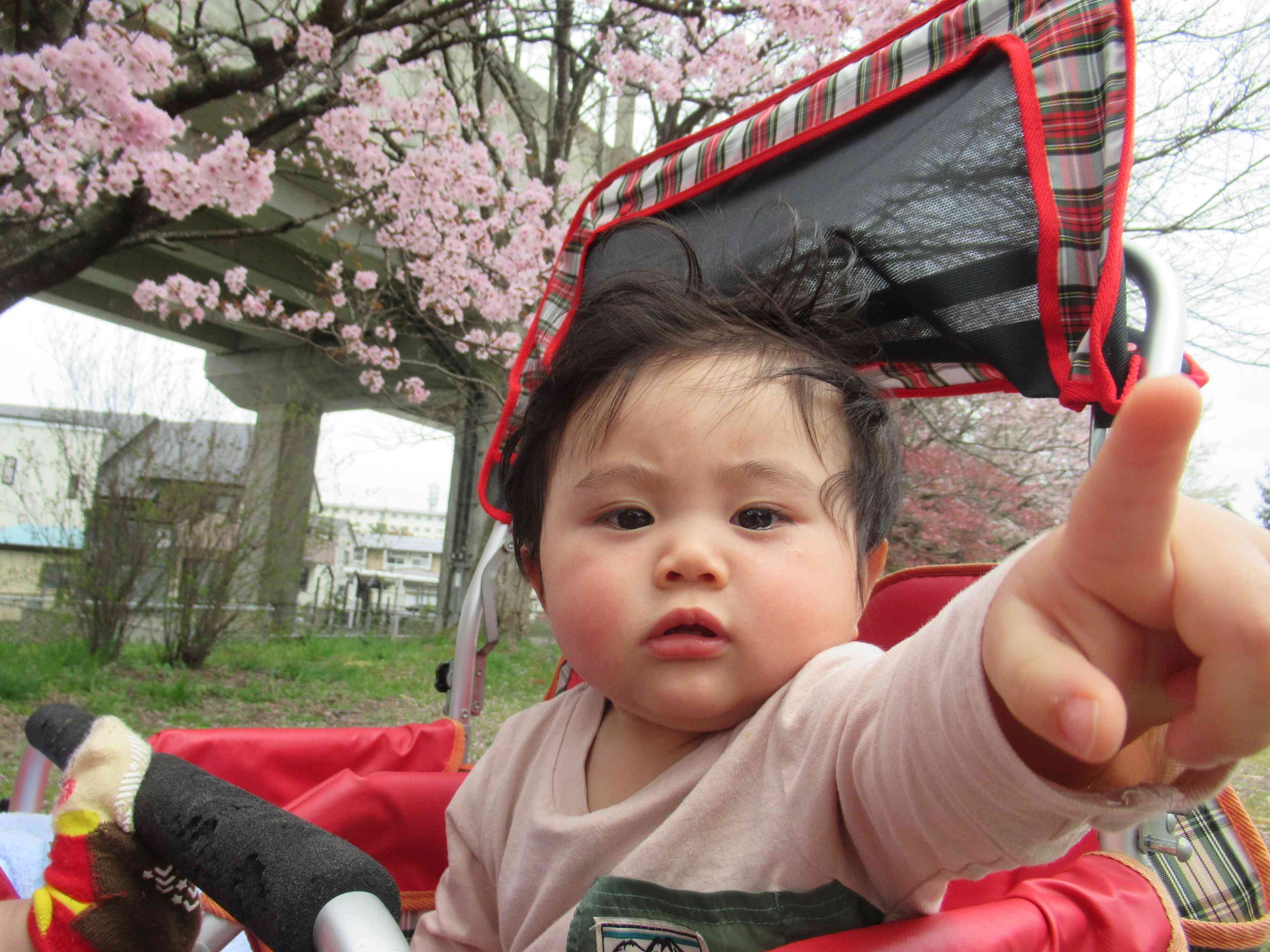 お花見をしたよ